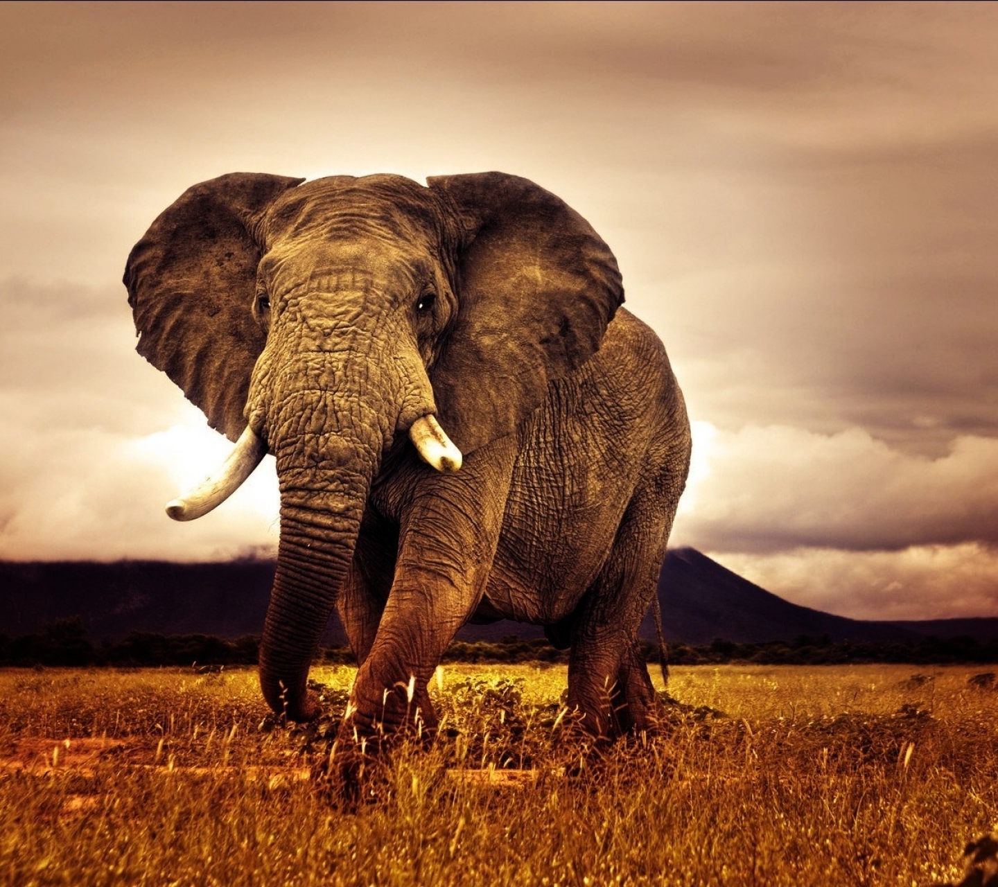 Скачать картинку Животные, Слоны, Слон, Африканский Слон в телефон бесплатно.