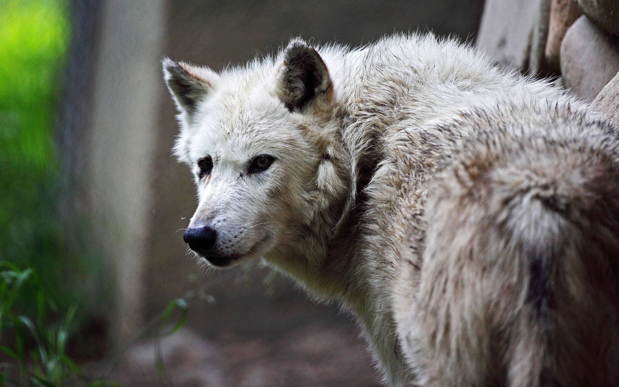 Free download wallpaper Wolf, Animal, Bokeh, Wolves on your PC desktop