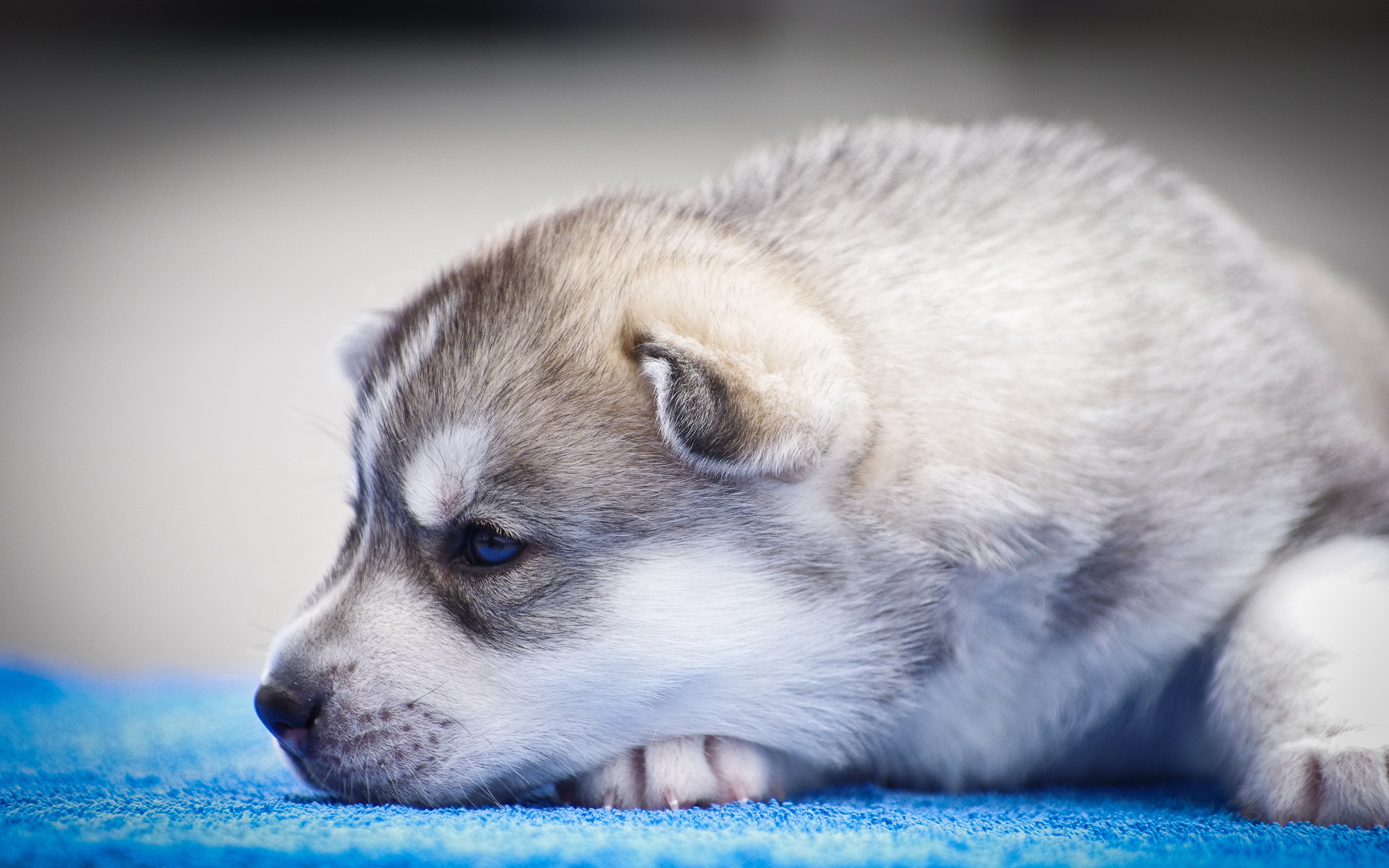 Download mobile wallpaper Husky, Puppy, Dogs, Dog, Animal, Cute for free.