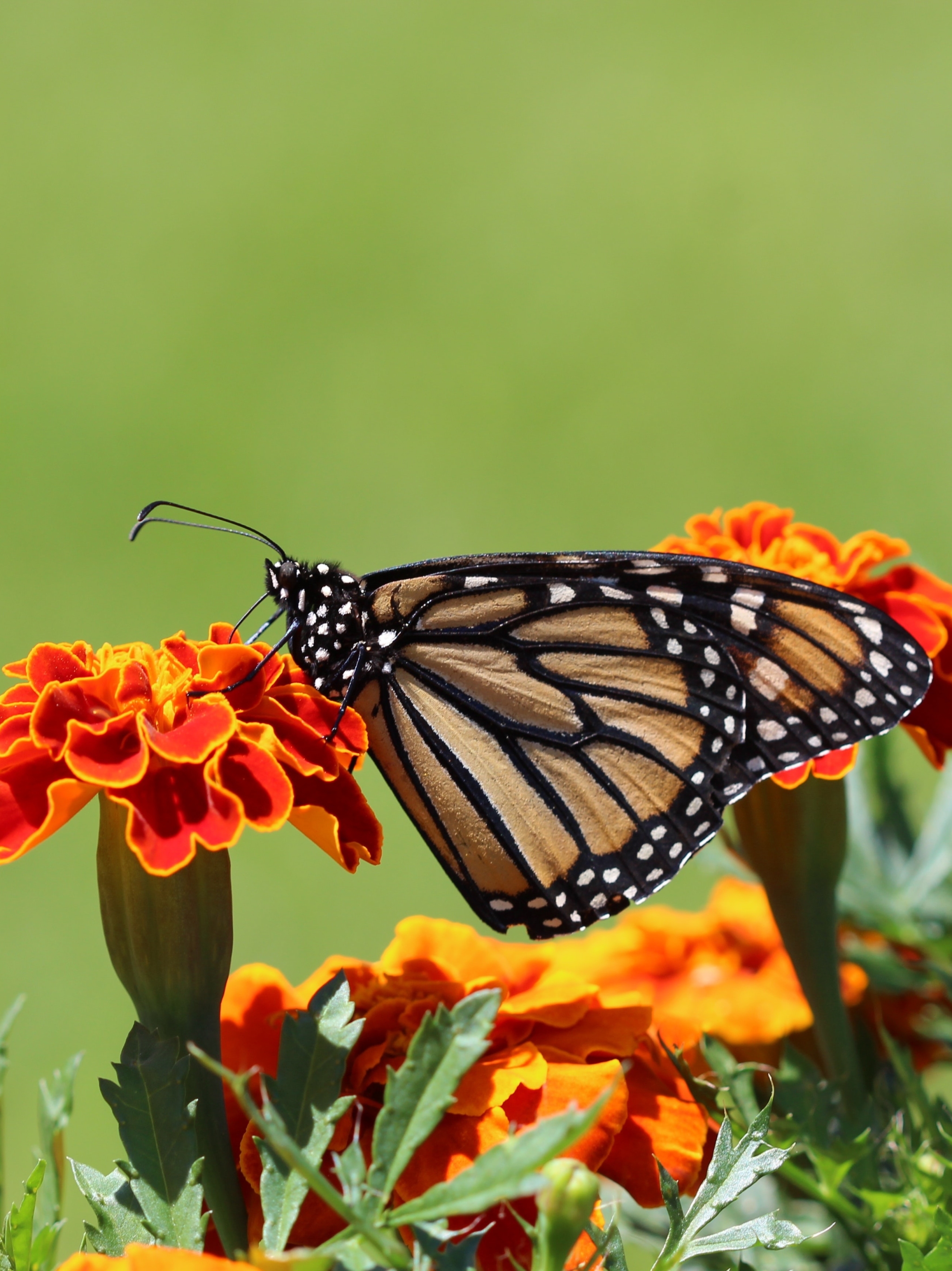 Download mobile wallpaper Macro, Insect, Butterfly, Animal, Marigold, Monarch Butterfly, Orange Flower for free.