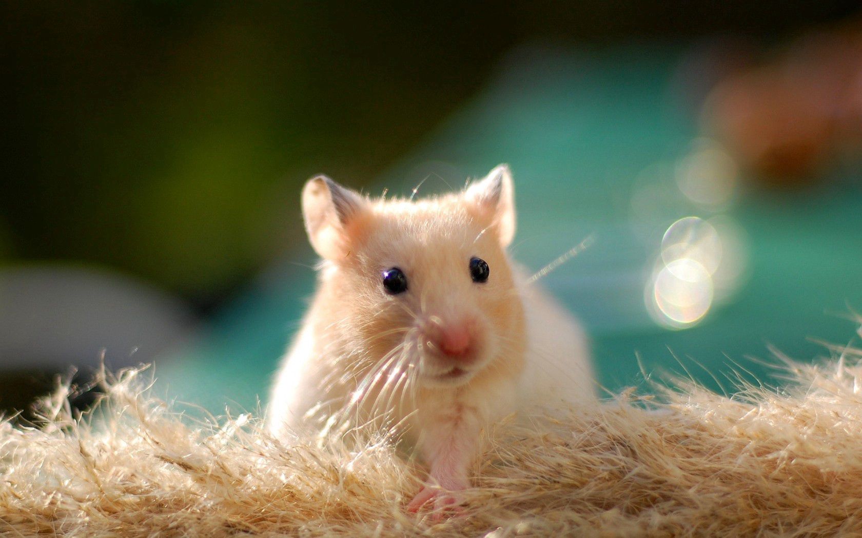 Free download wallpaper Animals, Nice, Sweetheart, Rodent, Animal, Hamster on your PC desktop