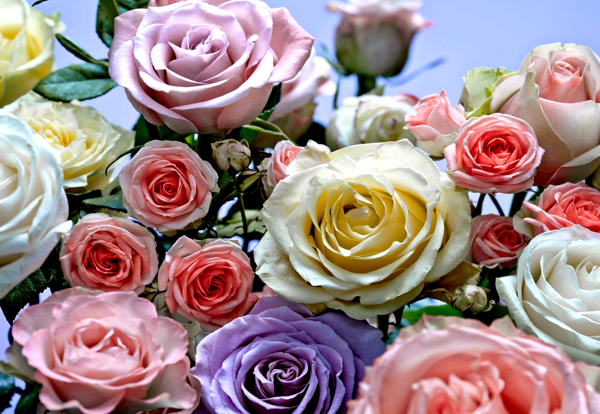 Скачать обои бесплатно Цветок, Роза, Цвета, Земля/природа, Флауэрсы картинка на рабочий стол ПК