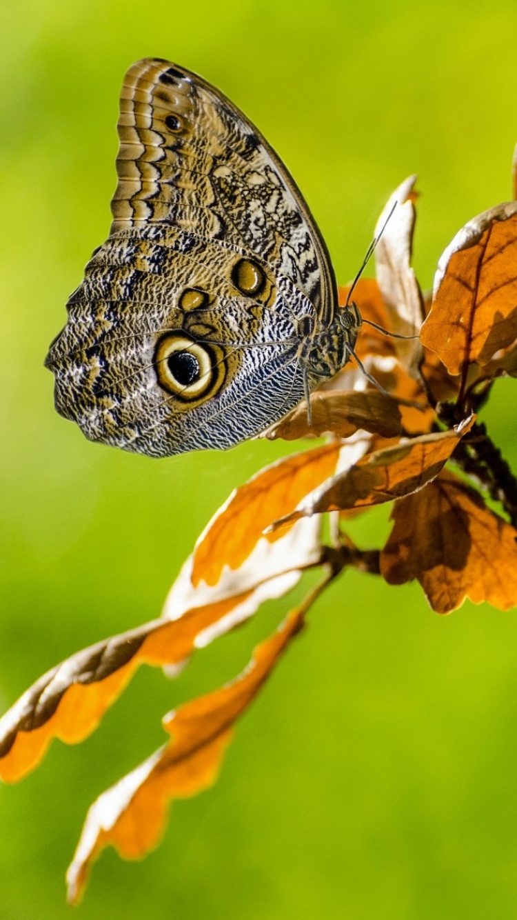 Descarga gratuita de fondo de pantalla para móvil de Animales, Insecto, Mariposa.