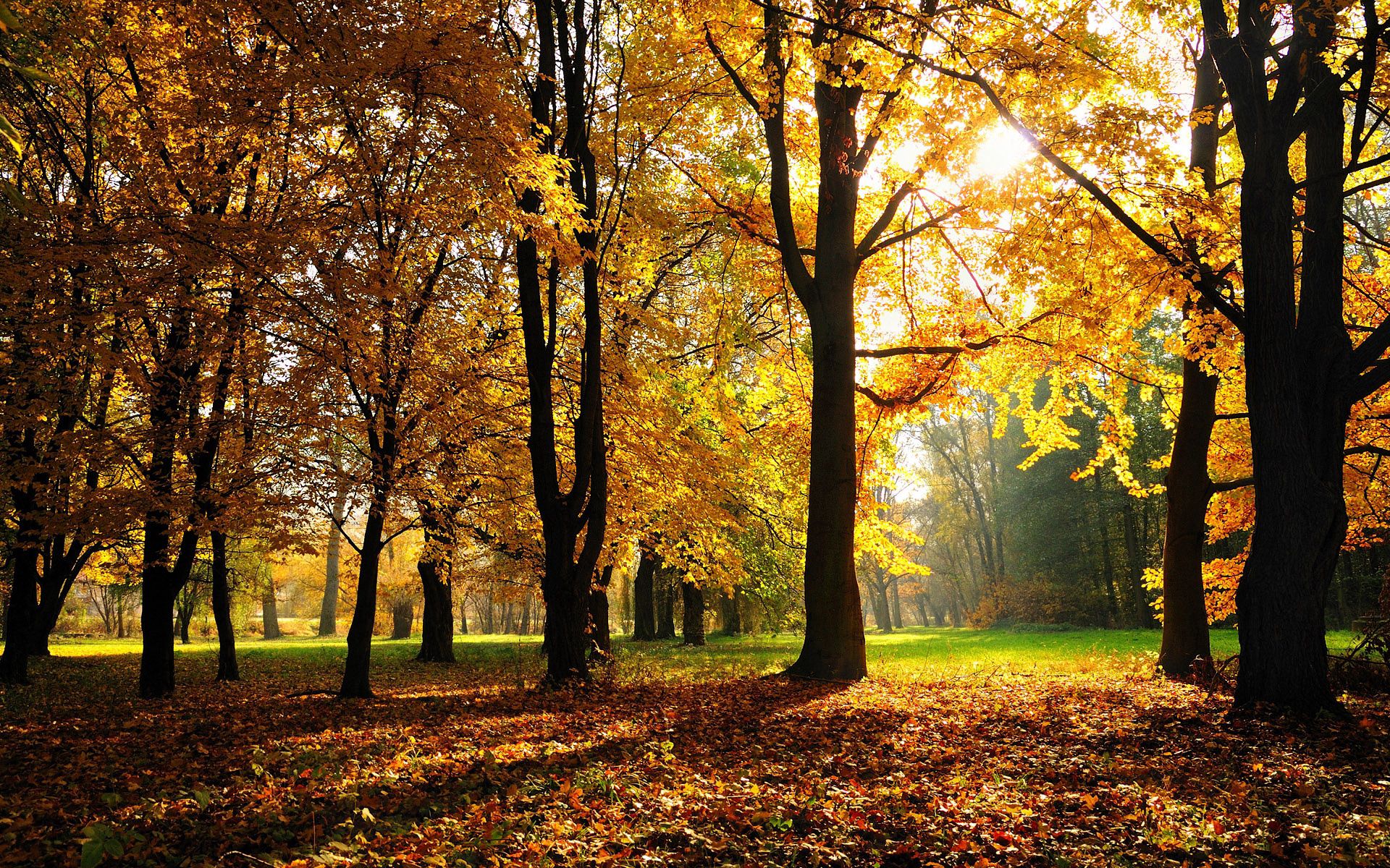 Скачать обои бесплатно Природа, Деревья, Свет, Осень картинка на рабочий стол ПК