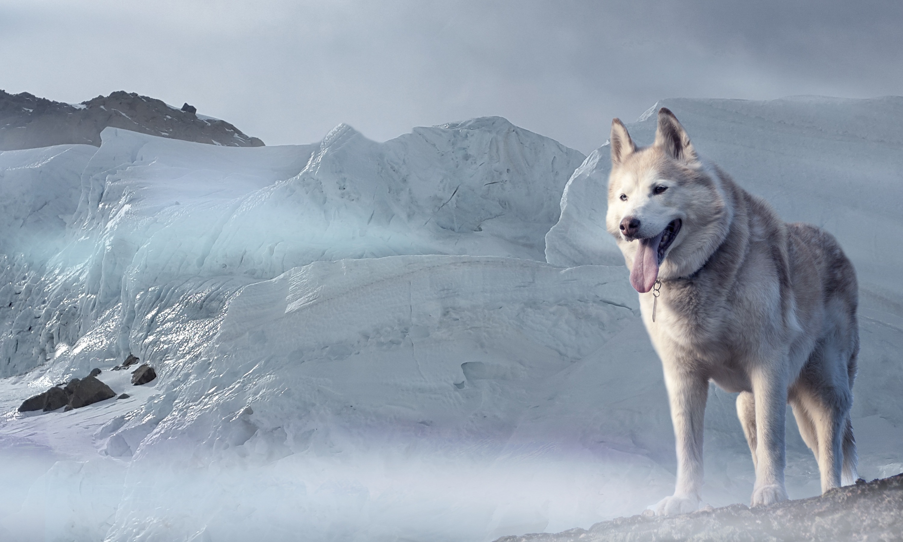 Free download wallpaper Winter, Dogs, Dog, Animal, Husky on your PC desktop