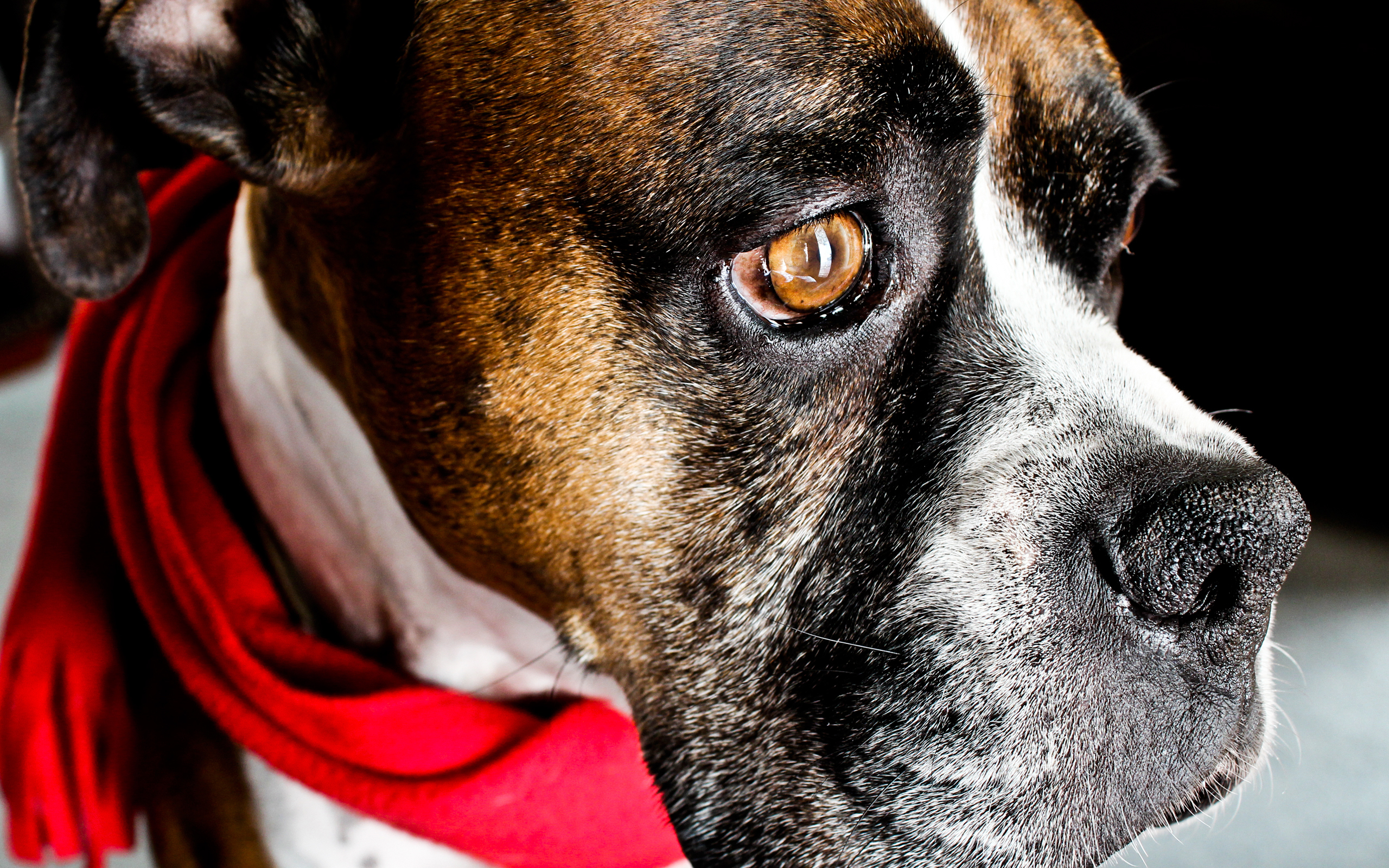 Téléchargez gratuitement l'image Animaux, Chien sur le bureau de votre PC