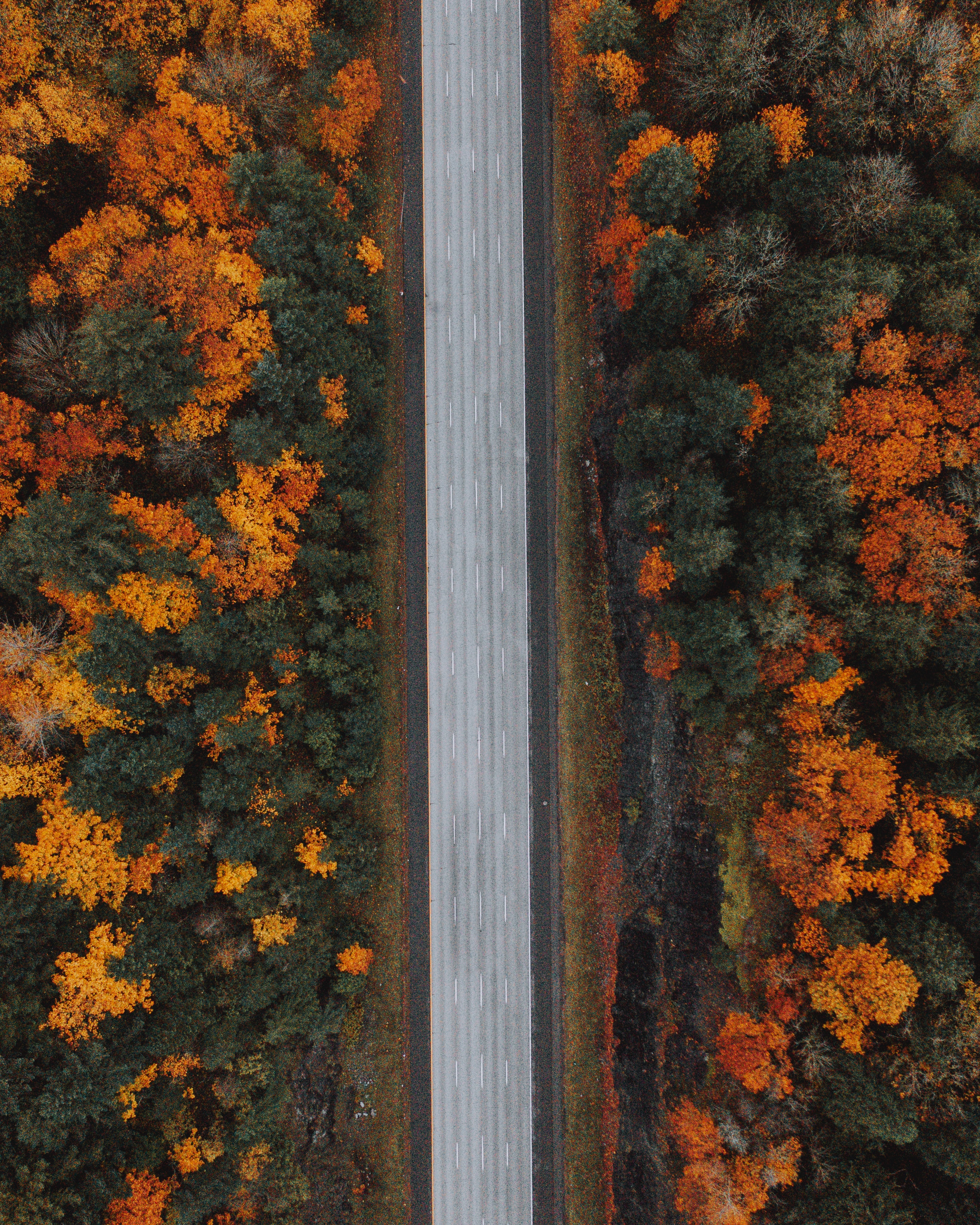 Laden Sie das Natur, Bäume, Blick Von Oben, Straße, Autobahn, Wald, Herbst-Bild kostenlos auf Ihren PC-Desktop herunter