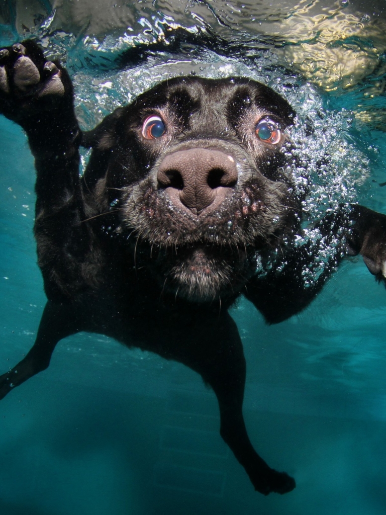 Handy-Wallpaper Tiere, Hunde, Wasser, Hund, Labrador, Unterwasser, Labrador Retriever kostenlos herunterladen.