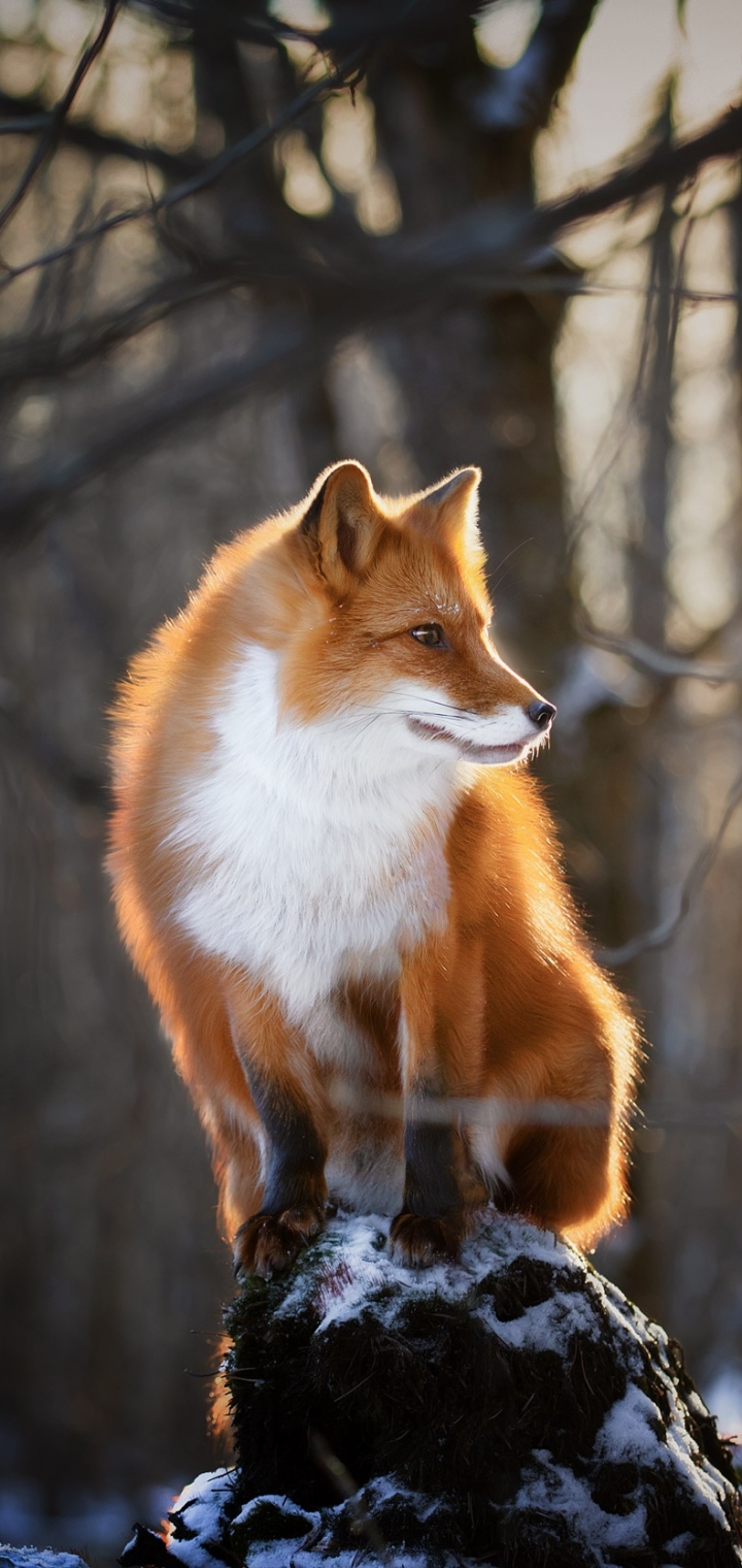 Download mobile wallpaper Fox, Animal, Depth Of Field for free.