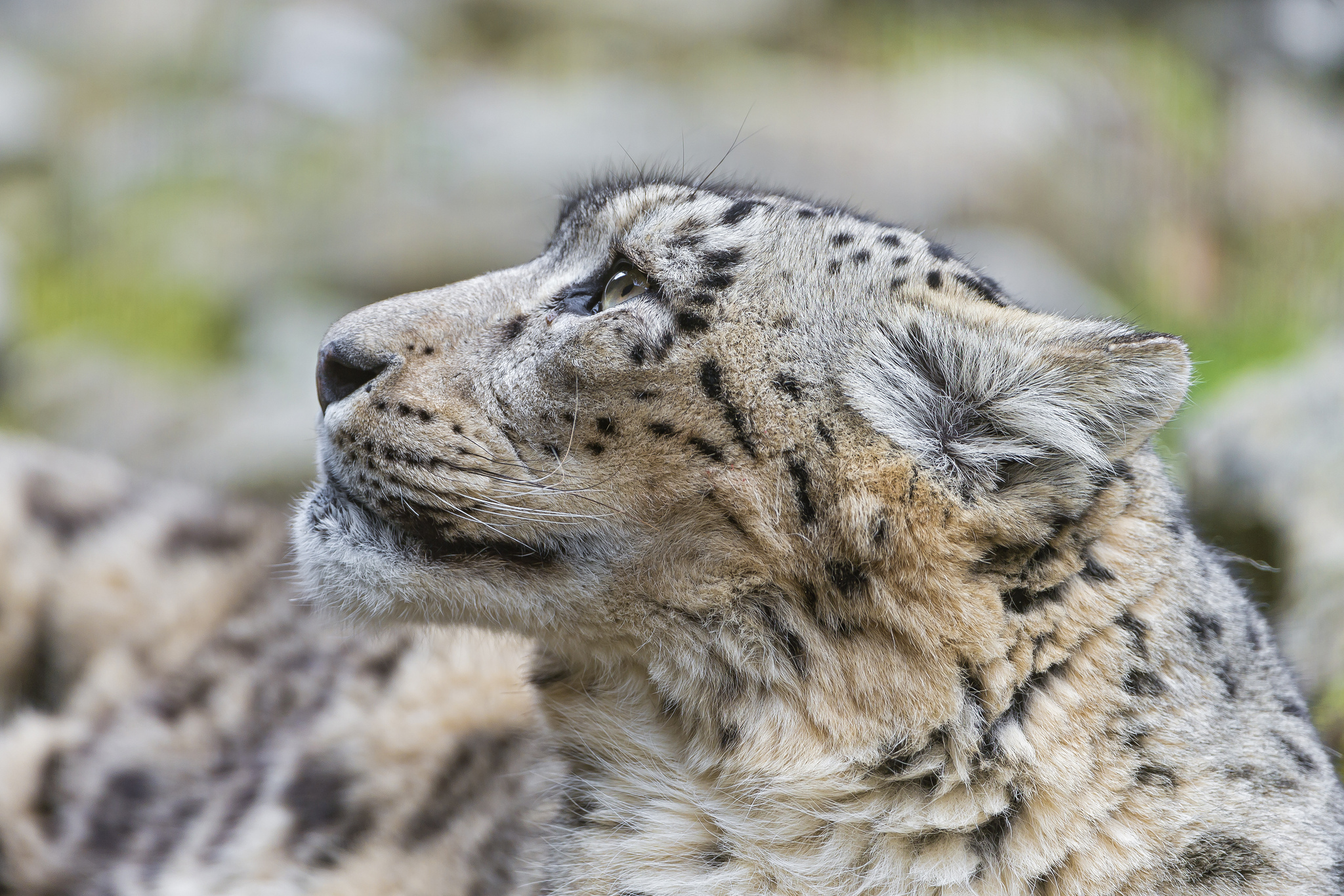 Download mobile wallpaper Cats, Snow Leopard, Close Up, Animal, Profile for free.