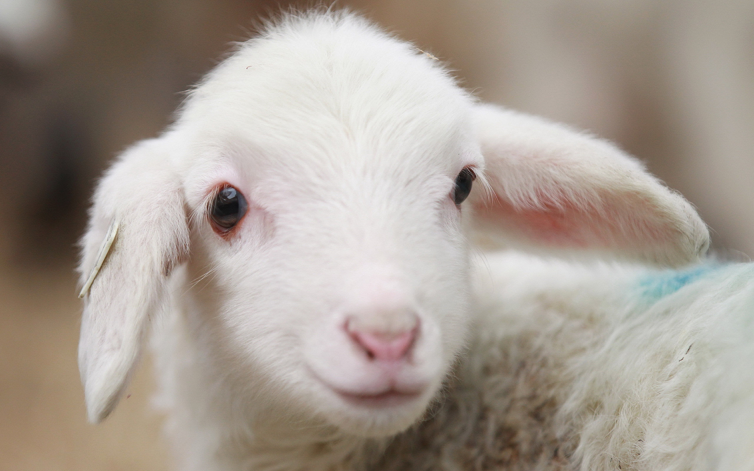 247206 télécharger l'image mouton, animaux - fonds d'écran et économiseurs d'écran gratuits