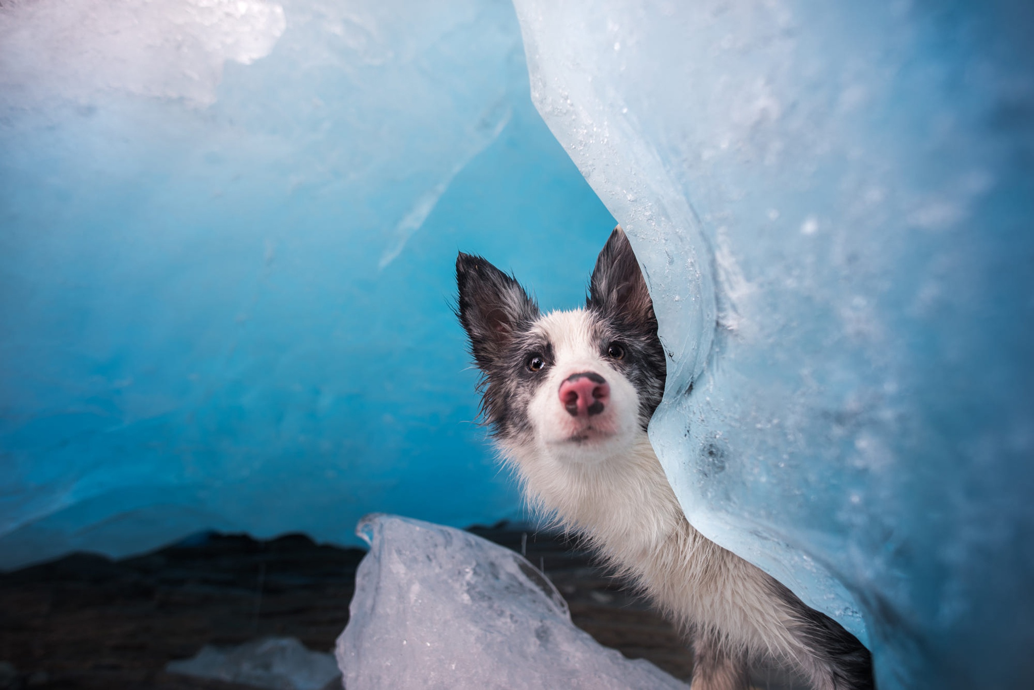 Download mobile wallpaper Dogs, Ice, Dog, Animal, Australian Shepherd for free.