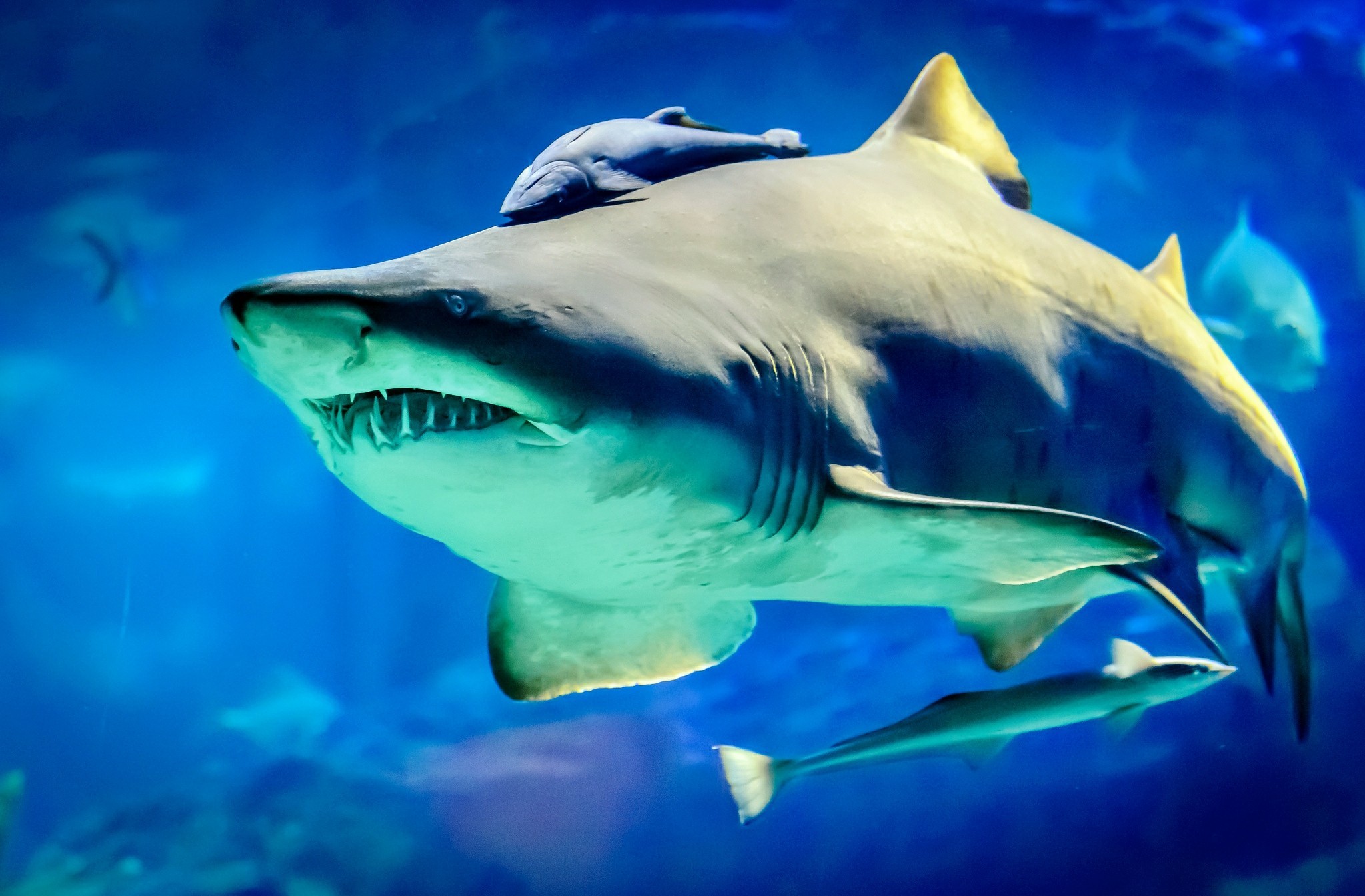 Download mobile wallpaper Sharks, Animal, Fish, Underwater, Shark for free.