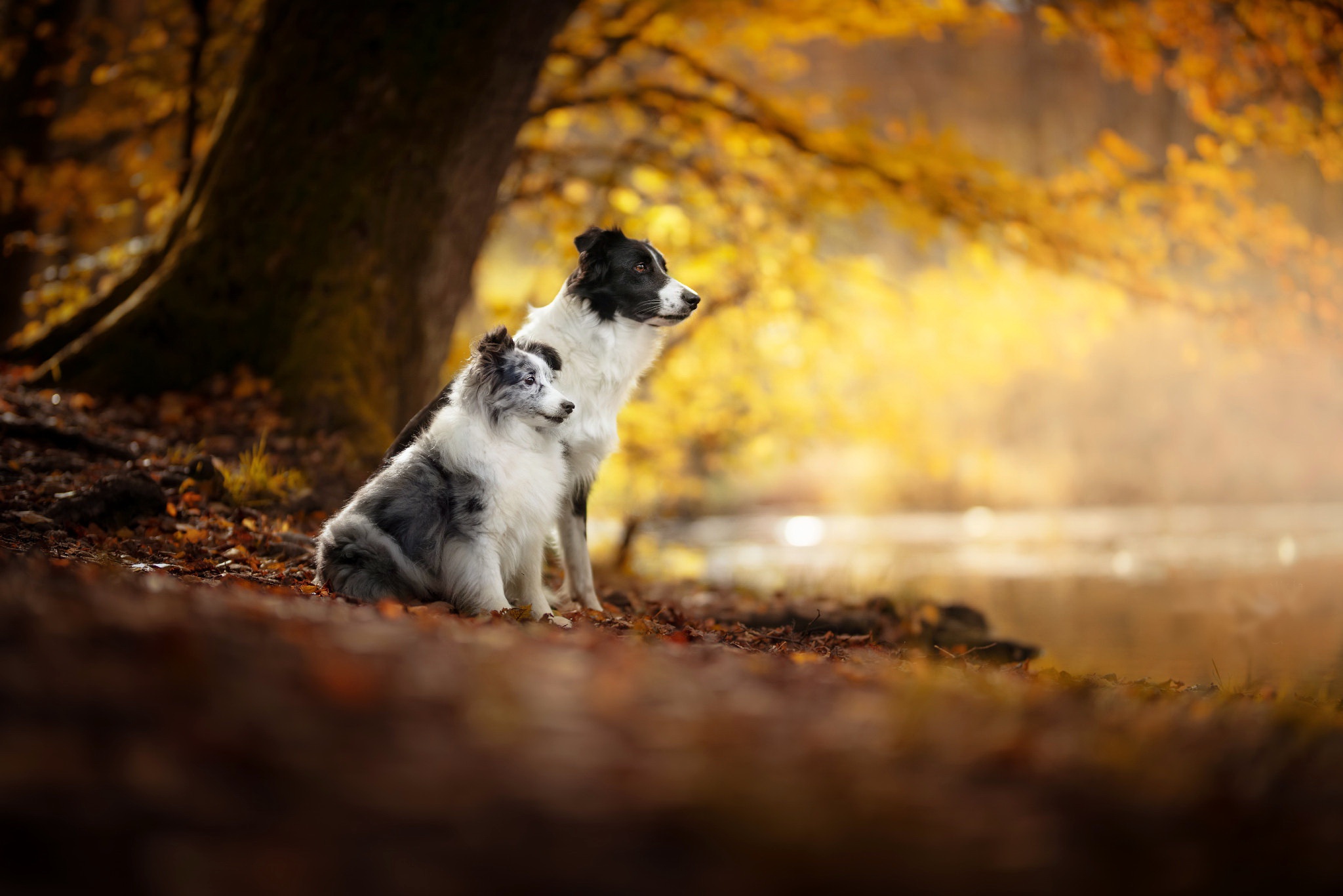 Free download wallpaper Dogs, Dog, Fall, Animal, Border Collie, Baby Animal, Depth Of Field on your PC desktop