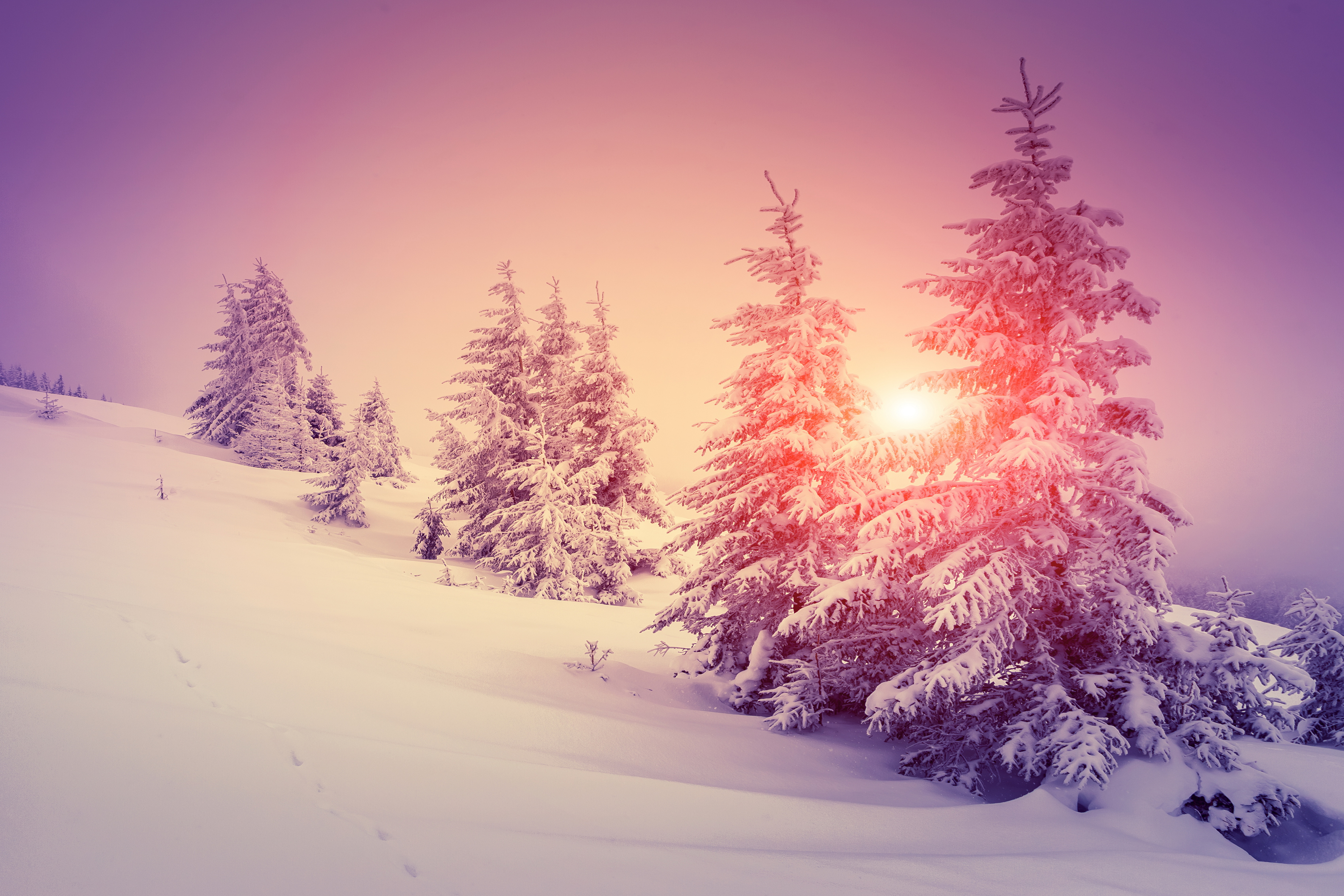 Download mobile wallpaper Winter, Sun, Snow, Forest, Tree, Earth for free.