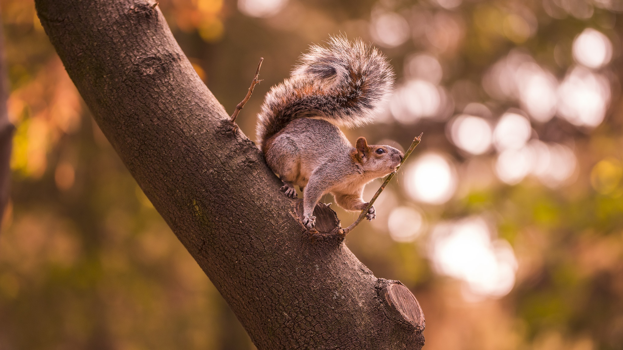 Download mobile wallpaper Squirrel, Animal, Bokeh, Rodent for free.