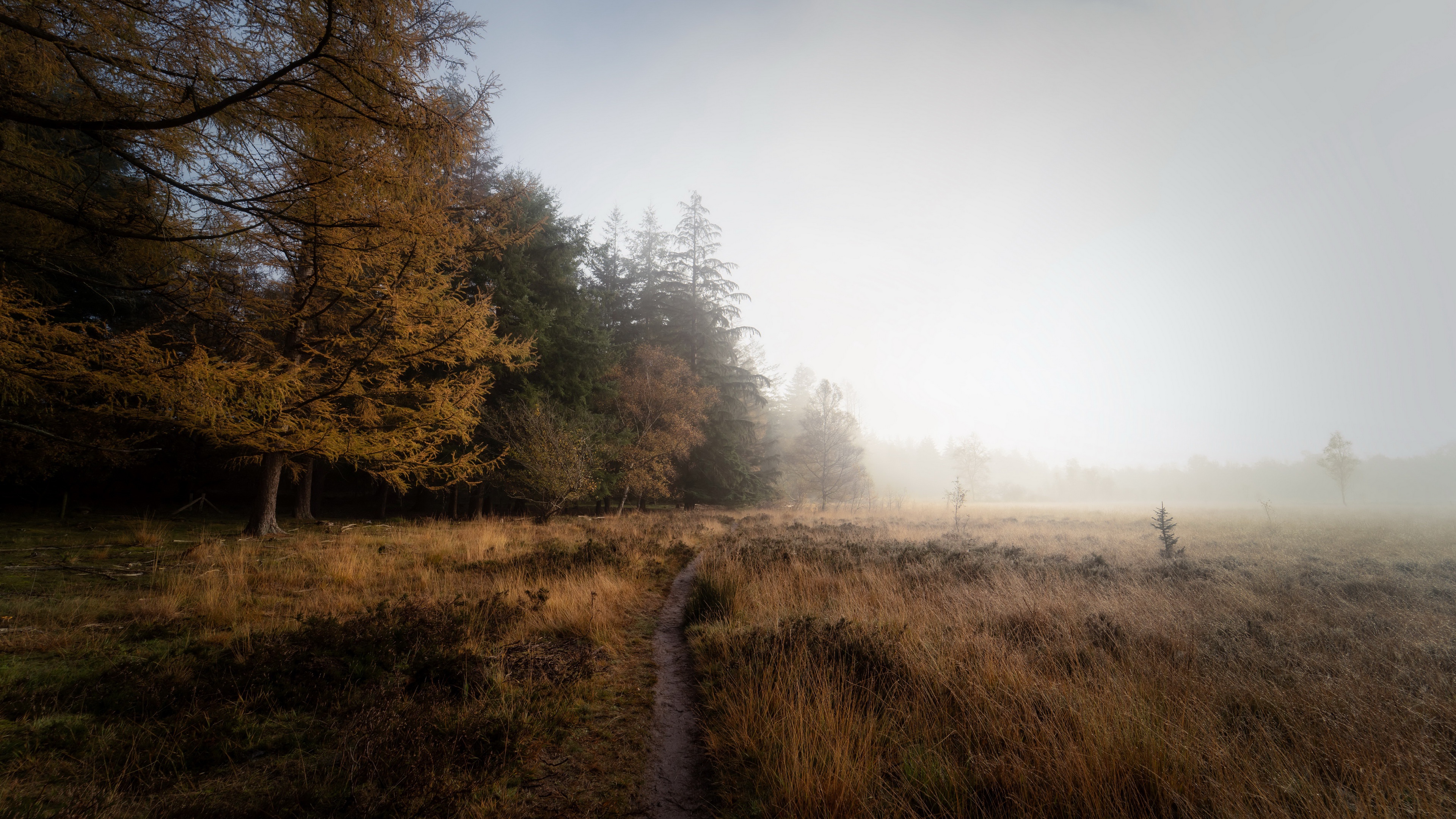 Descarga gratis la imagen Otoño, Camino, Niebla, Campo, Tierra/naturaleza en el escritorio de tu PC