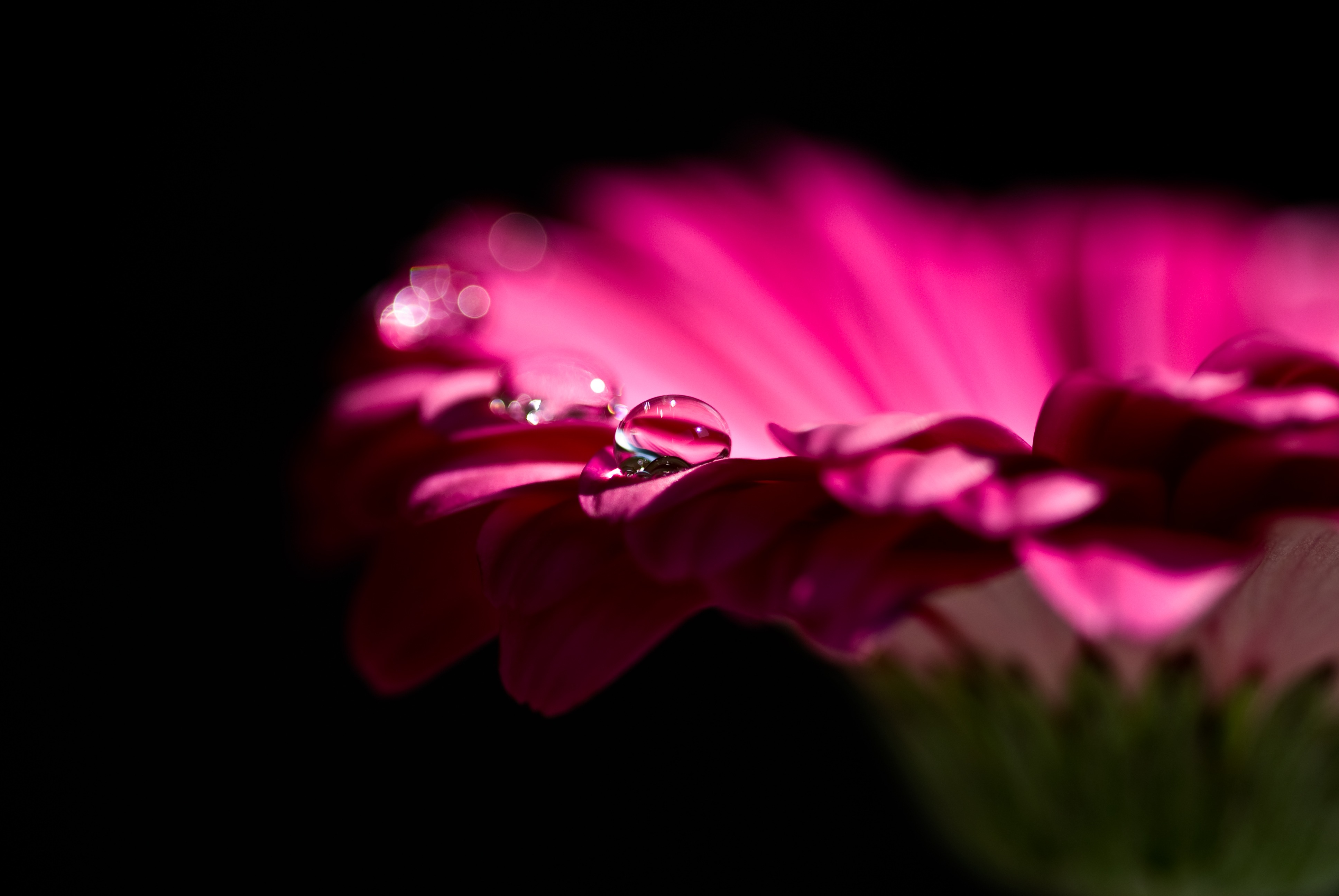 Free download wallpaper Flowers, Flower, Macro, Bud, Earth, Gerbera, Water Drop, Pink Flower on your PC desktop