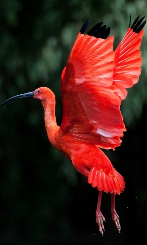 animal, scarlet ibis, birds