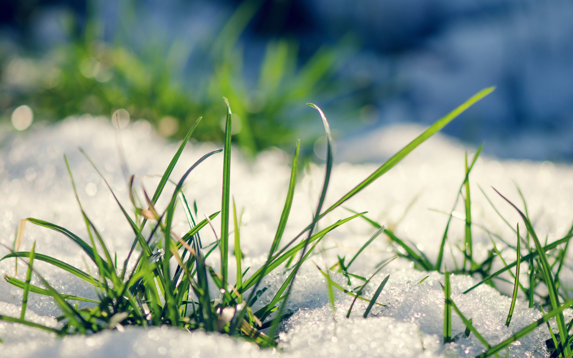 Free download wallpaper Plants, Grass, Snow on your PC desktop