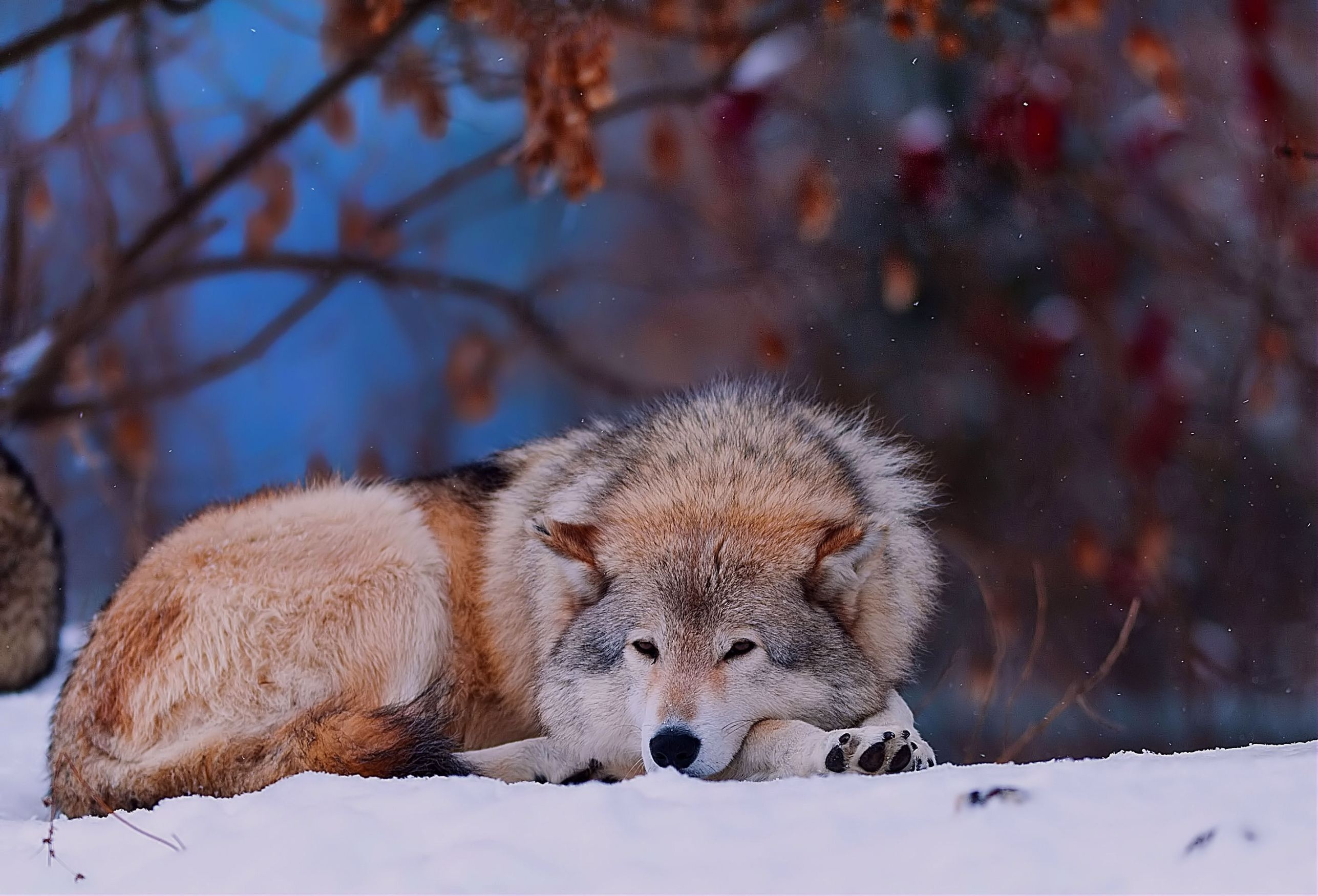 cold, trees, animals, snow, forest, to lie down, lie, wolf