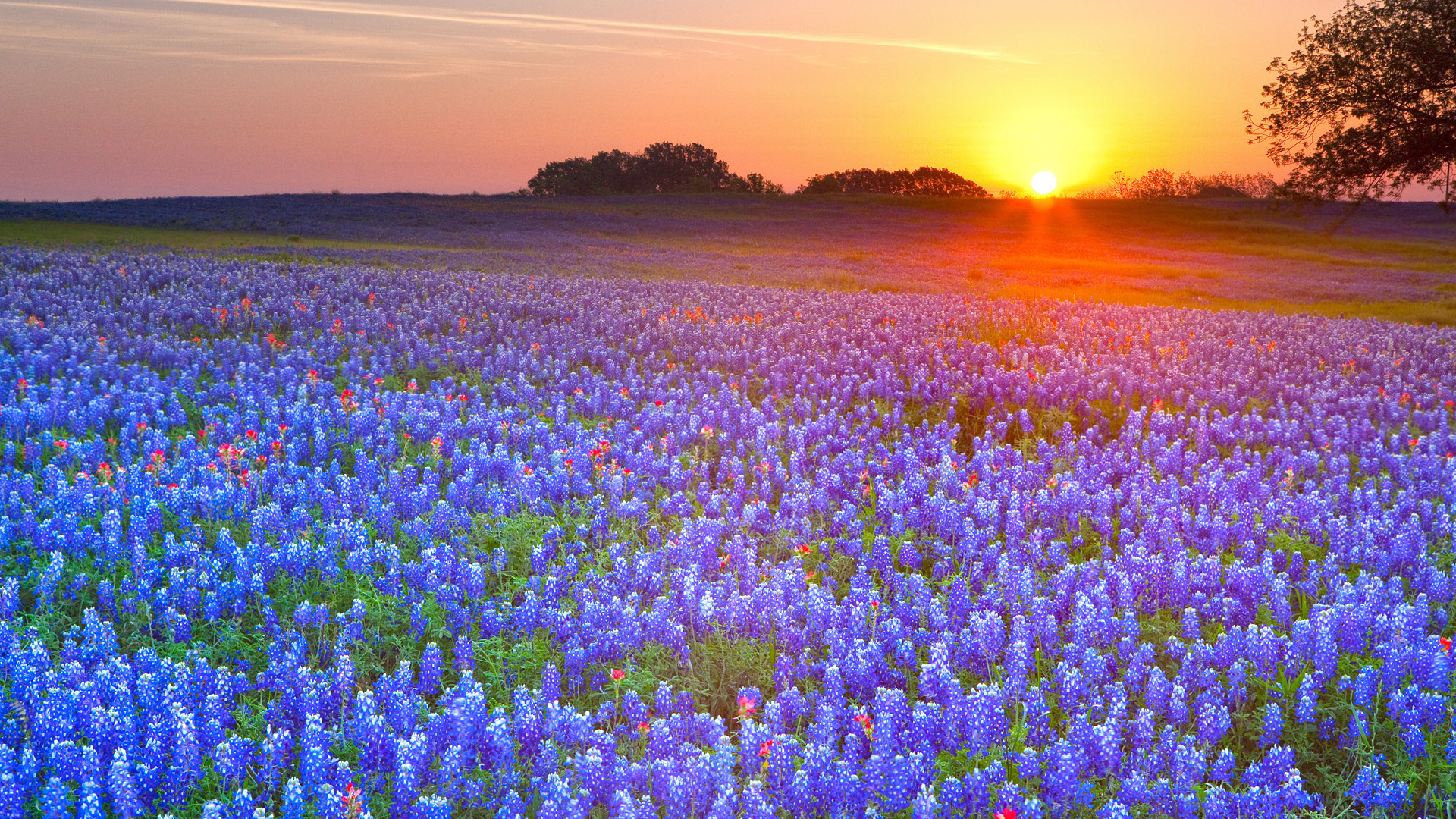texas bluebonnets, texas, sunrise, earth, field, flower, sunset
