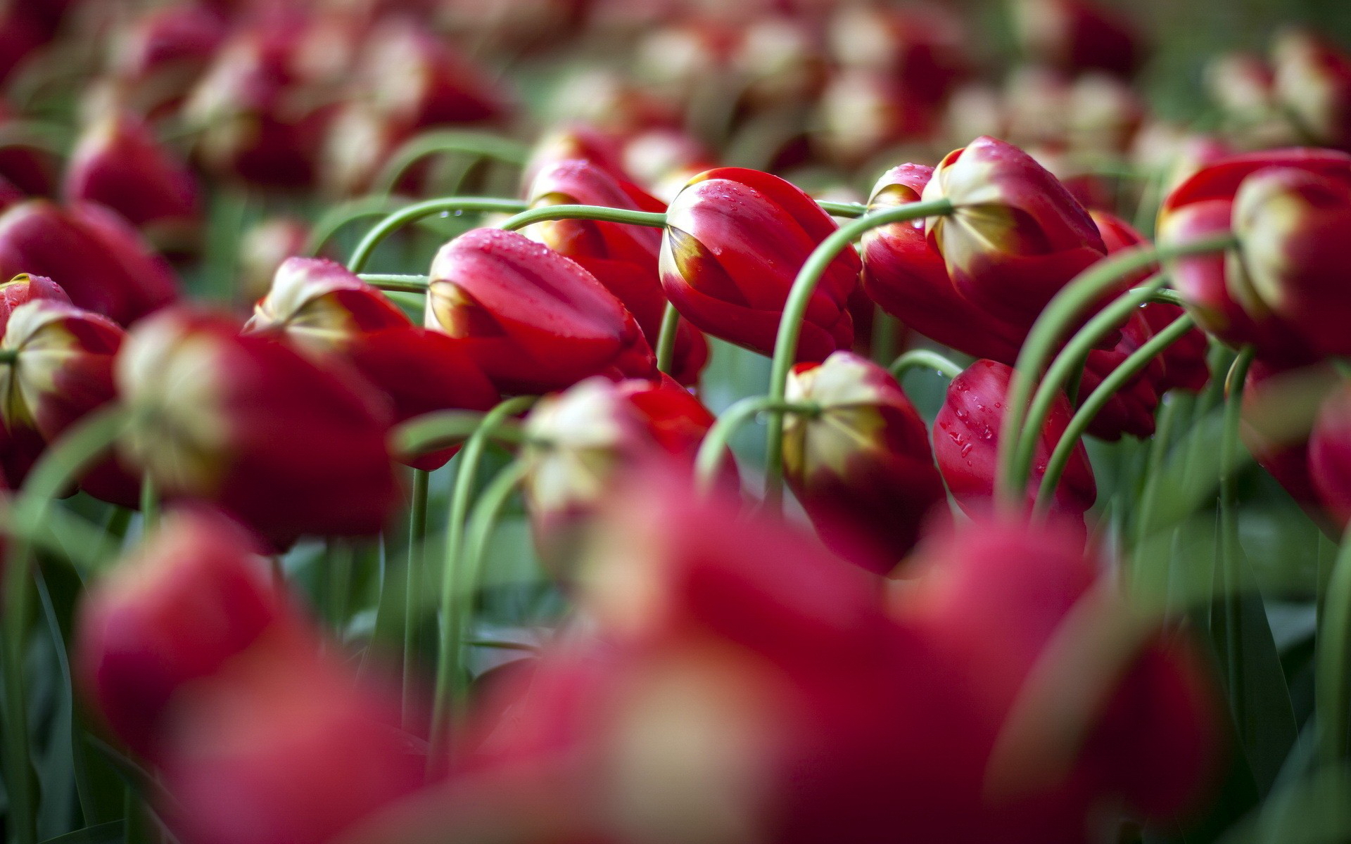 Téléchargez gratuitement l'image Tulipe, Fleurs, Terre/nature sur le bureau de votre PC