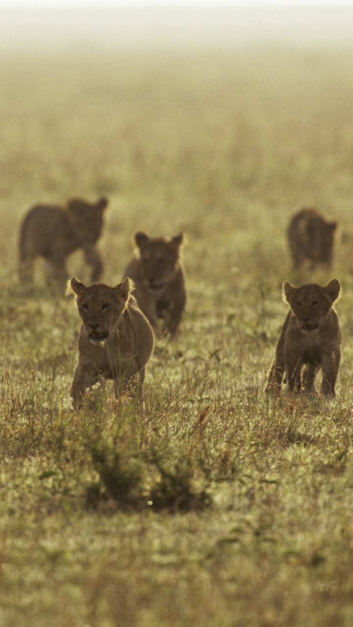 Descarga gratuita de fondo de pantalla para móvil de Animales, Gatos, León, Bebe Animal.