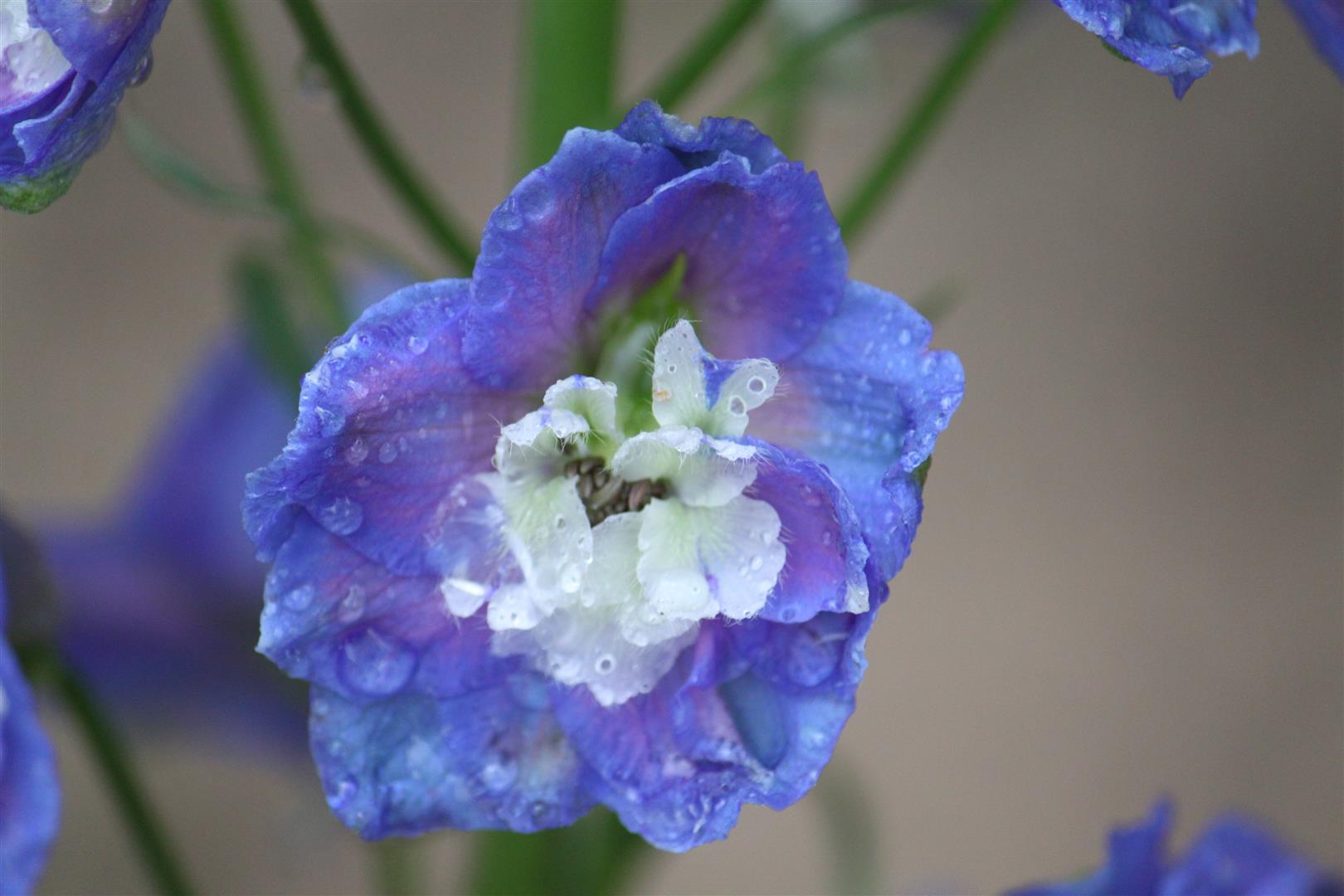 Descarga gratuita de fondo de pantalla para móvil de Flores, Flor, Tierra/naturaleza.