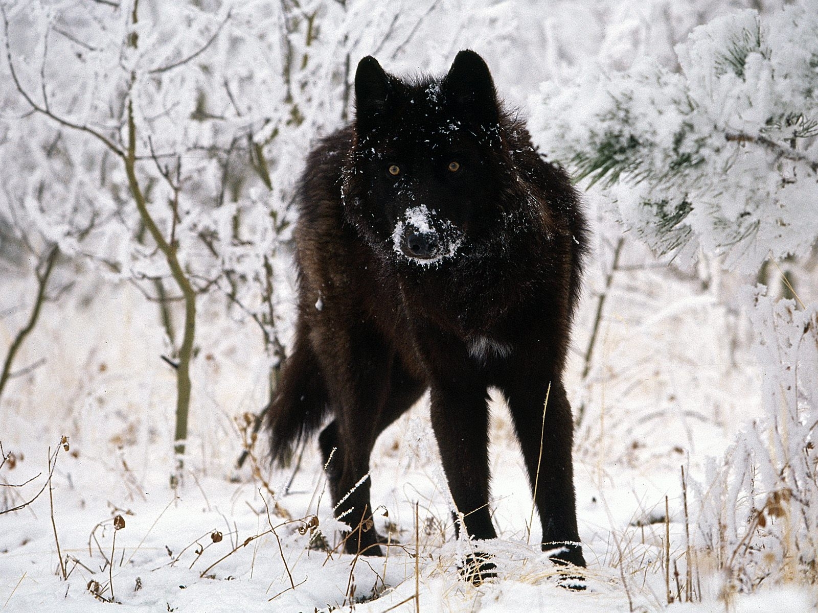 Скачать обои бесплатно Волки, Снег, Животные, Зима картинка на рабочий стол ПК