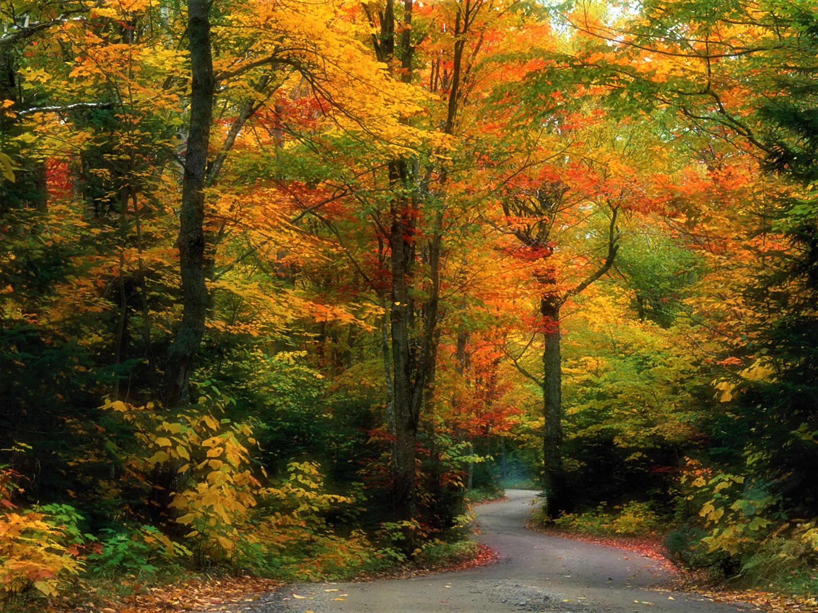 Free download wallpaper Road, Forest, Tree, Fall, Hdr, Photography on your PC desktop