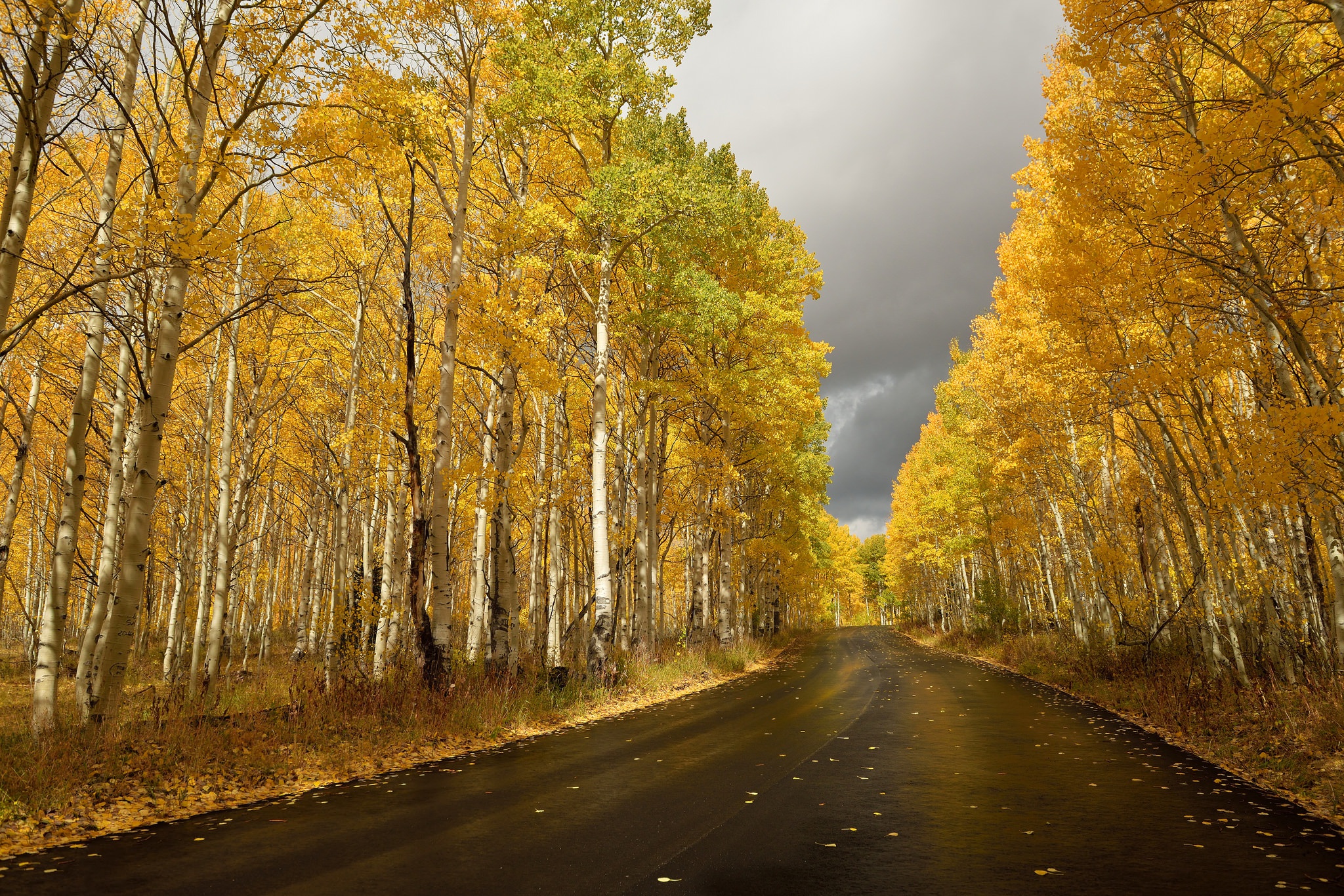 Descarga gratuita de fondo de pantalla para móvil de Naturaleza, Otoño, Bosque, Árbol, Carretera, Hecho Por El Hombre.