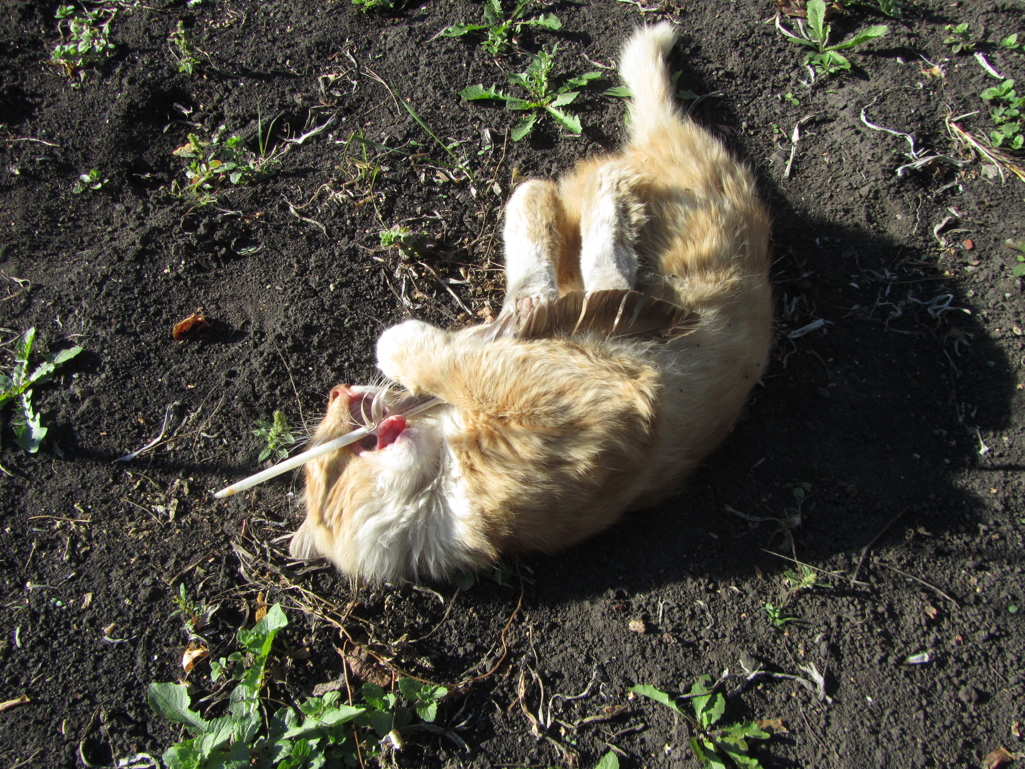 Baixe gratuitamente a imagem Animais, Gato na área de trabalho do seu PC