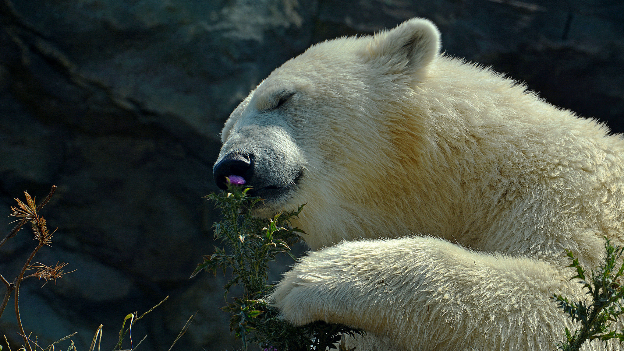 Free download wallpaper Bears, Flower, Bear, Animal, Polar Bear on your PC desktop