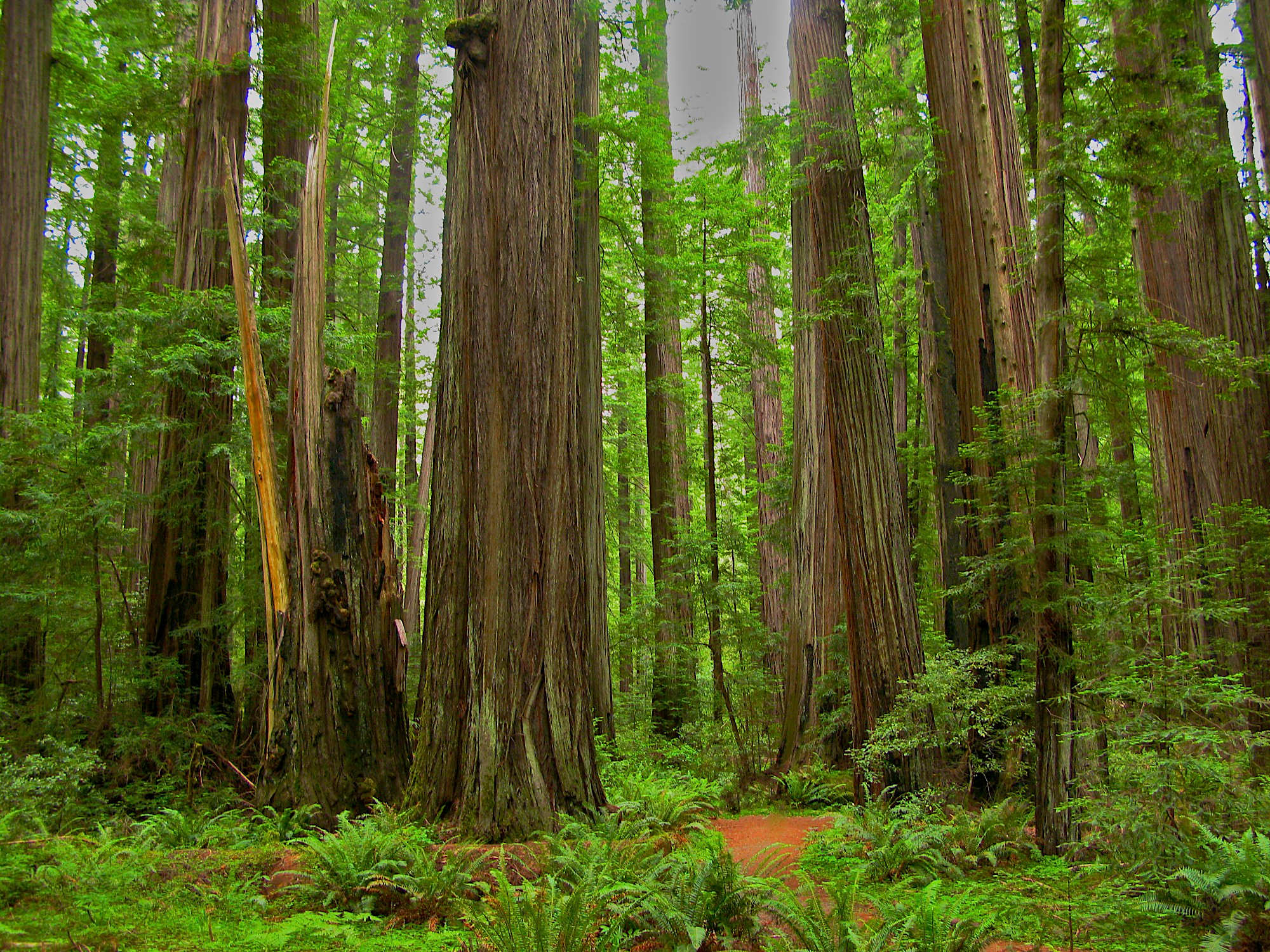 Free download wallpaper Forest, Earth, Redwood on your PC desktop