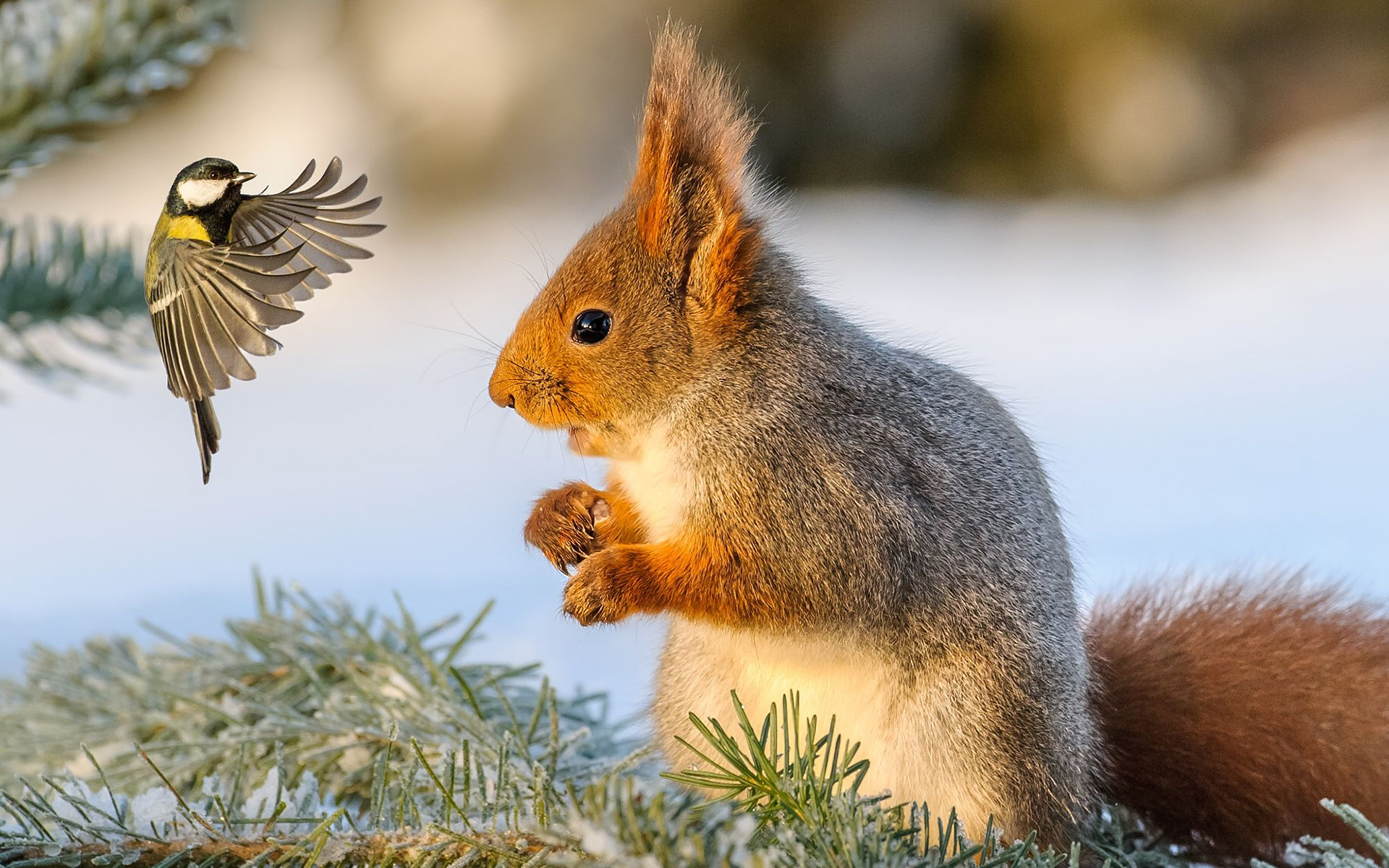Laden Sie das Tiere, Eichhörnchen, Vogel, Nagetier-Bild kostenlos auf Ihren PC-Desktop herunter