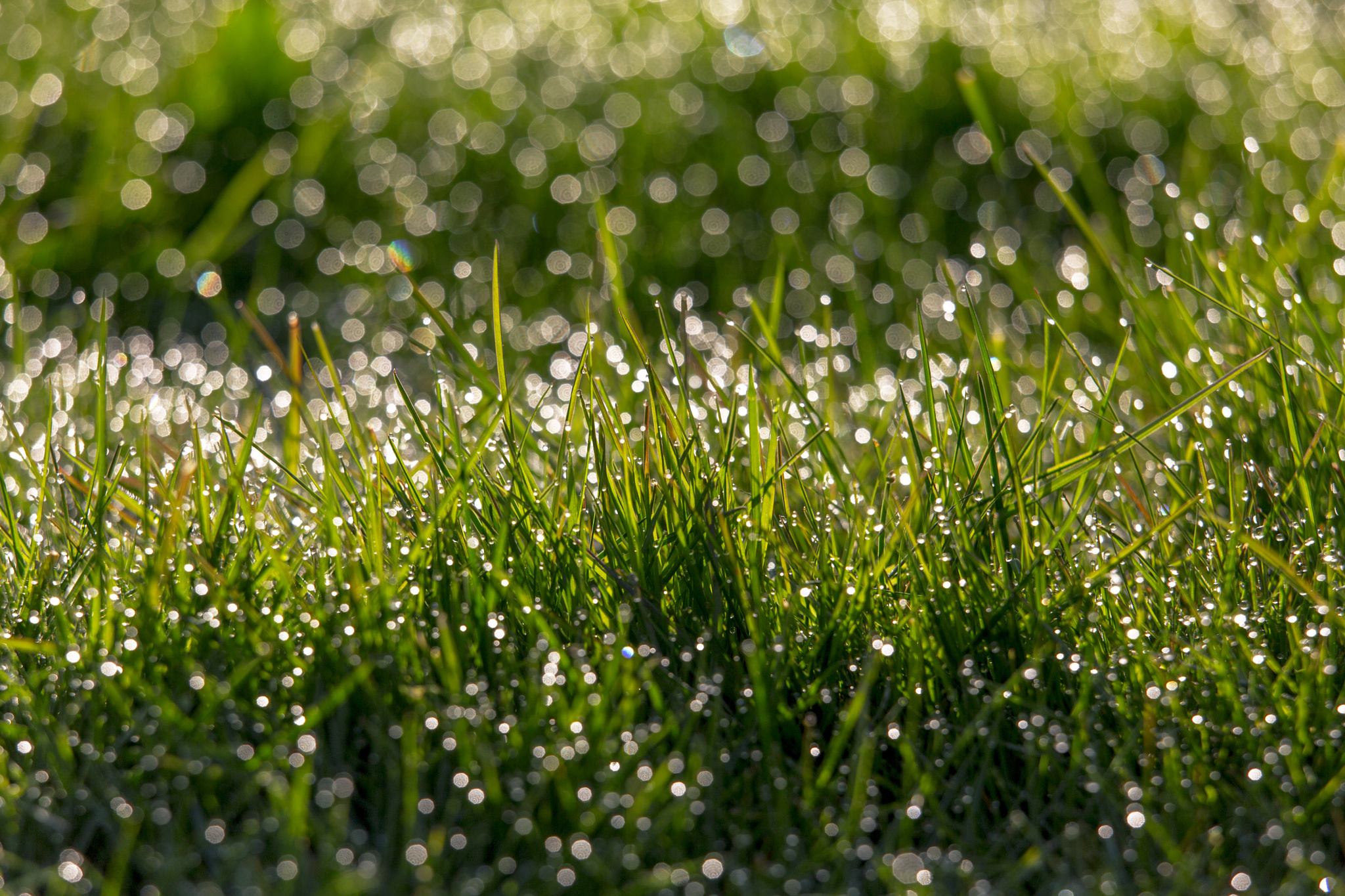 Download mobile wallpaper Nature, Grass, Earth, Bokeh, Water Drop for free.