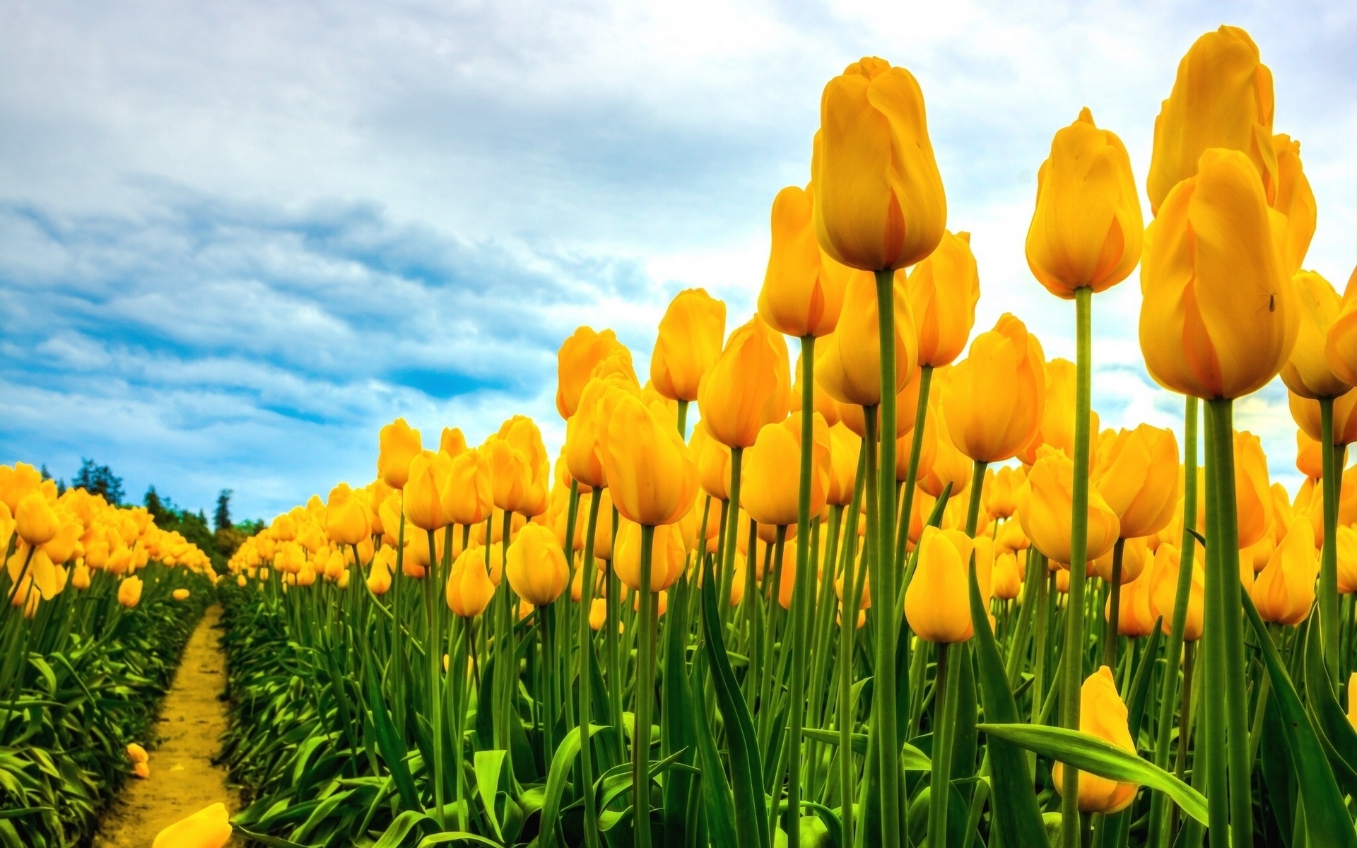Descarga gratis la imagen Tulipán, Tierra/naturaleza en el escritorio de tu PC