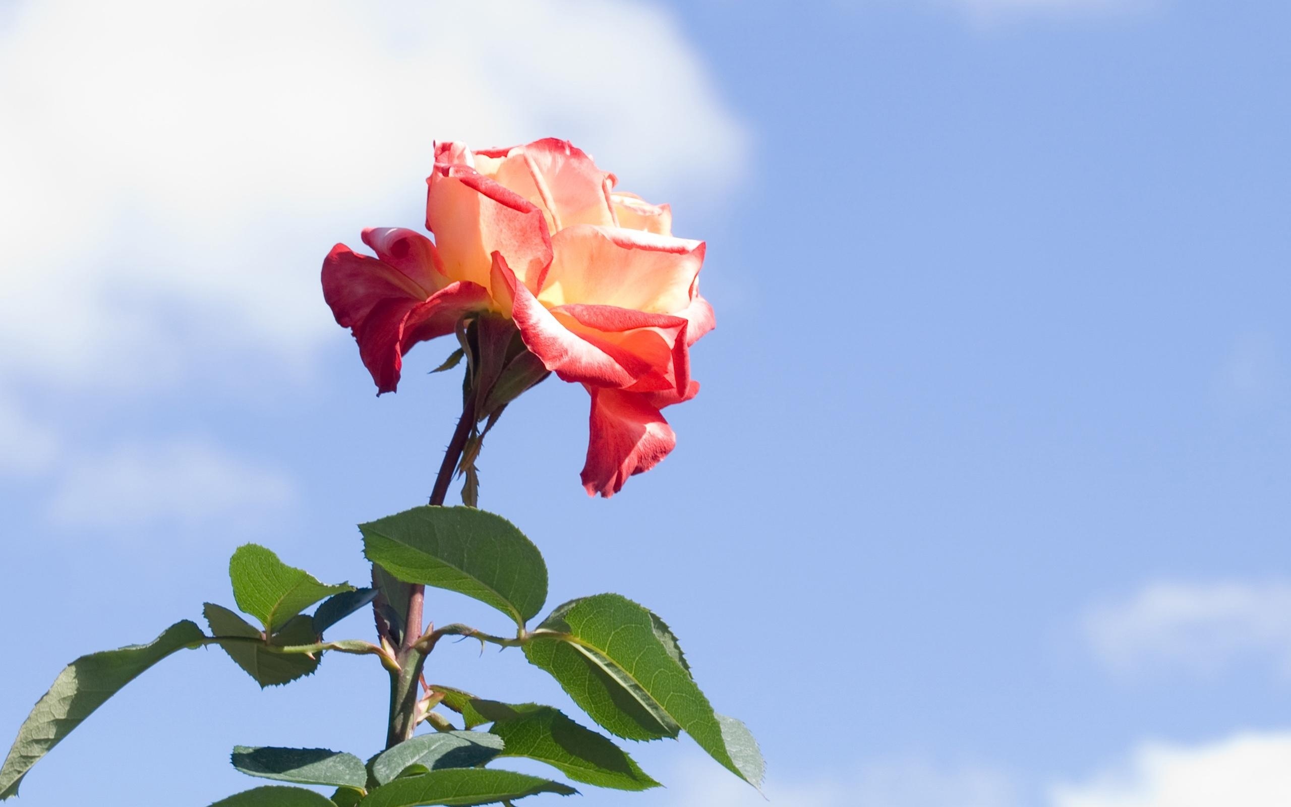 Téléchargez gratuitement l'image Fleurs, Rose, Terre/nature sur le bureau de votre PC