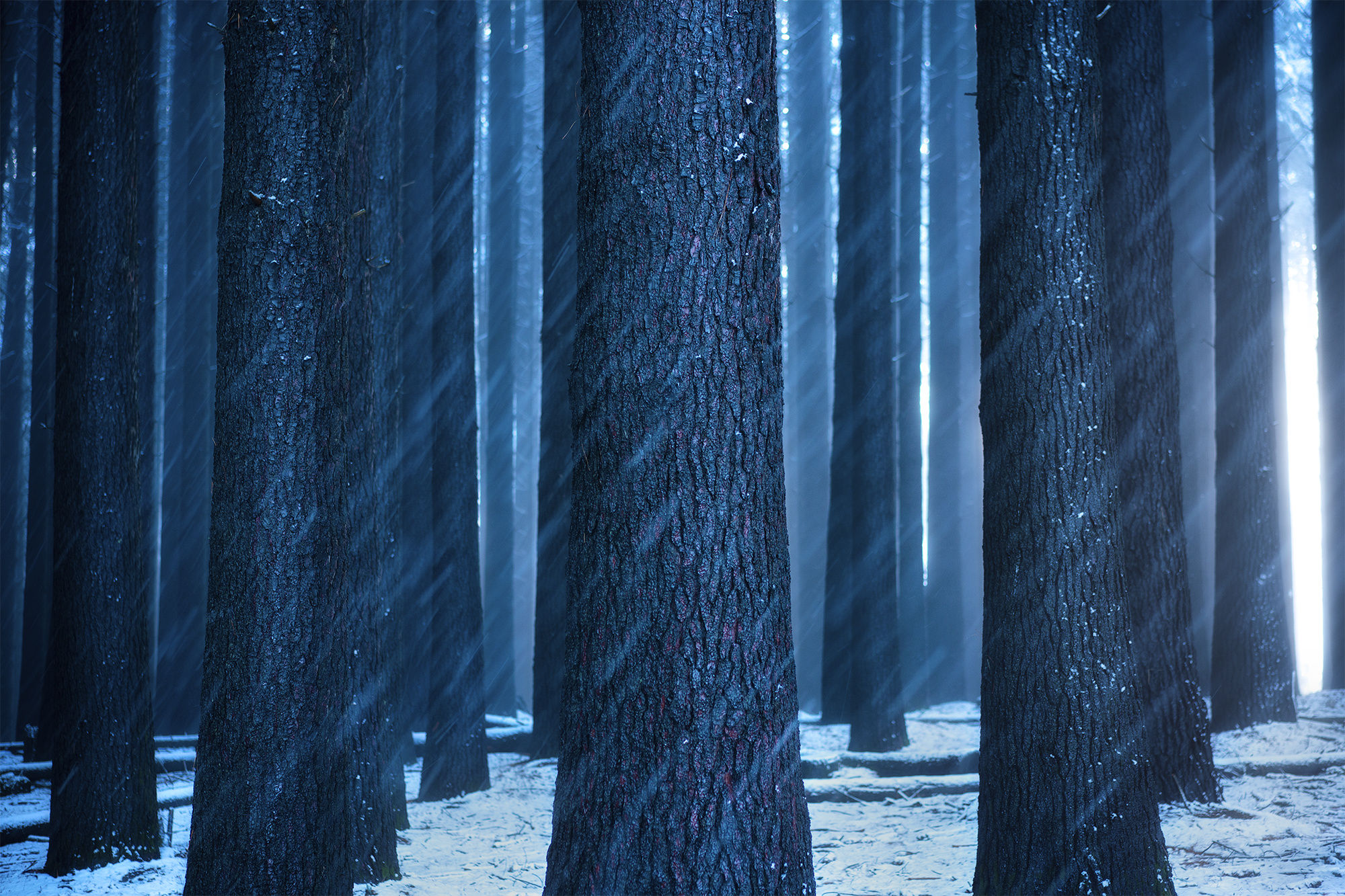 Téléchargez des papiers peints mobile Hiver, Forêt, Rayon De Soleil, La Nature, Terre/nature gratuitement.