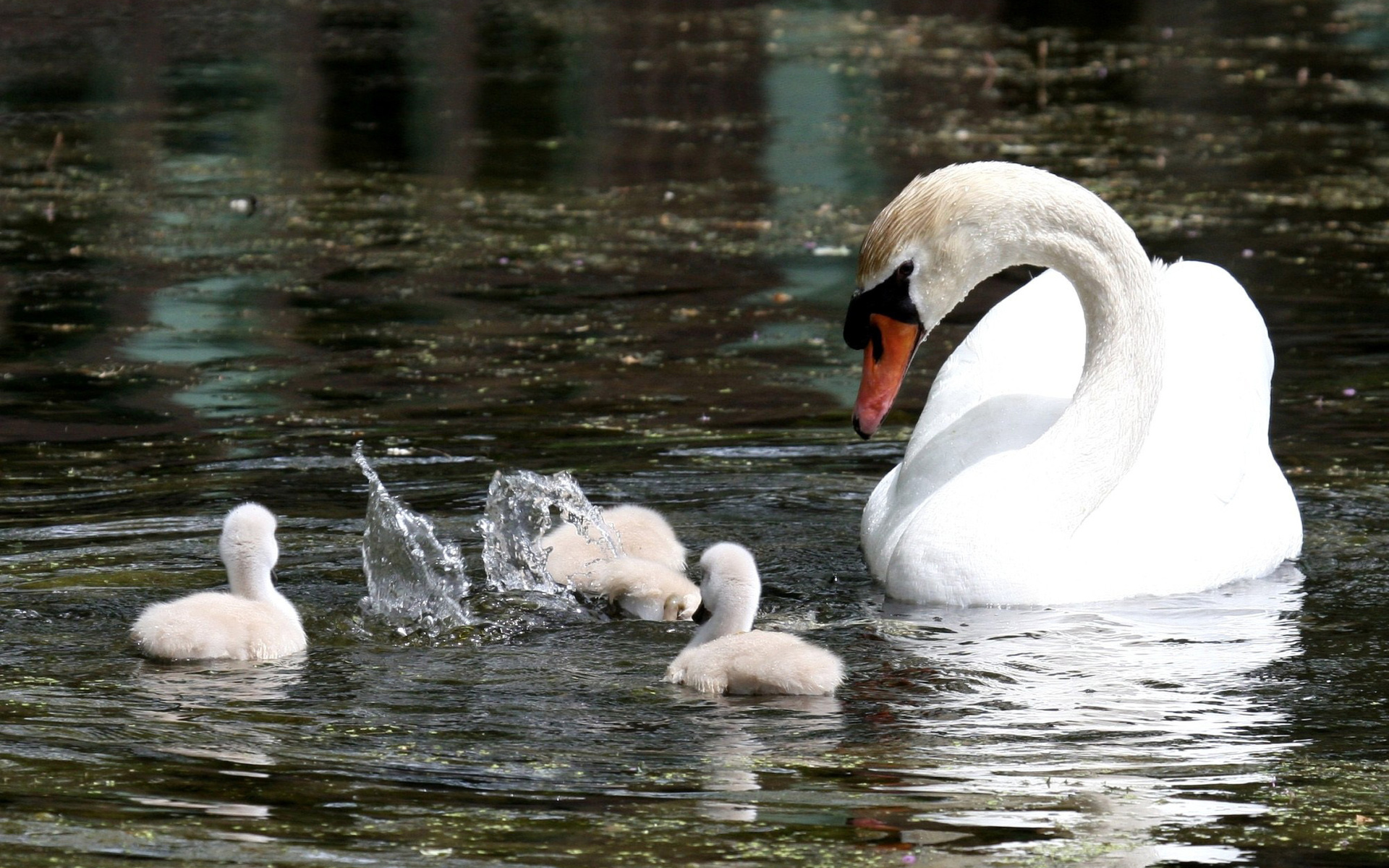 Téléchargez des papiers peints mobile Animaux, Des Oiseaux, Cygne Tuberculé gratuitement.