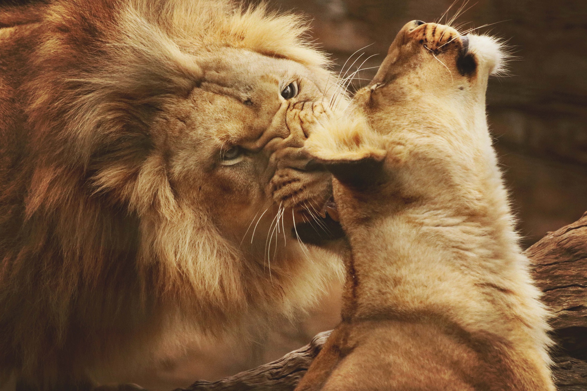 Téléchargez gratuitement l'image Animaux, Chats, Lion sur le bureau de votre PC