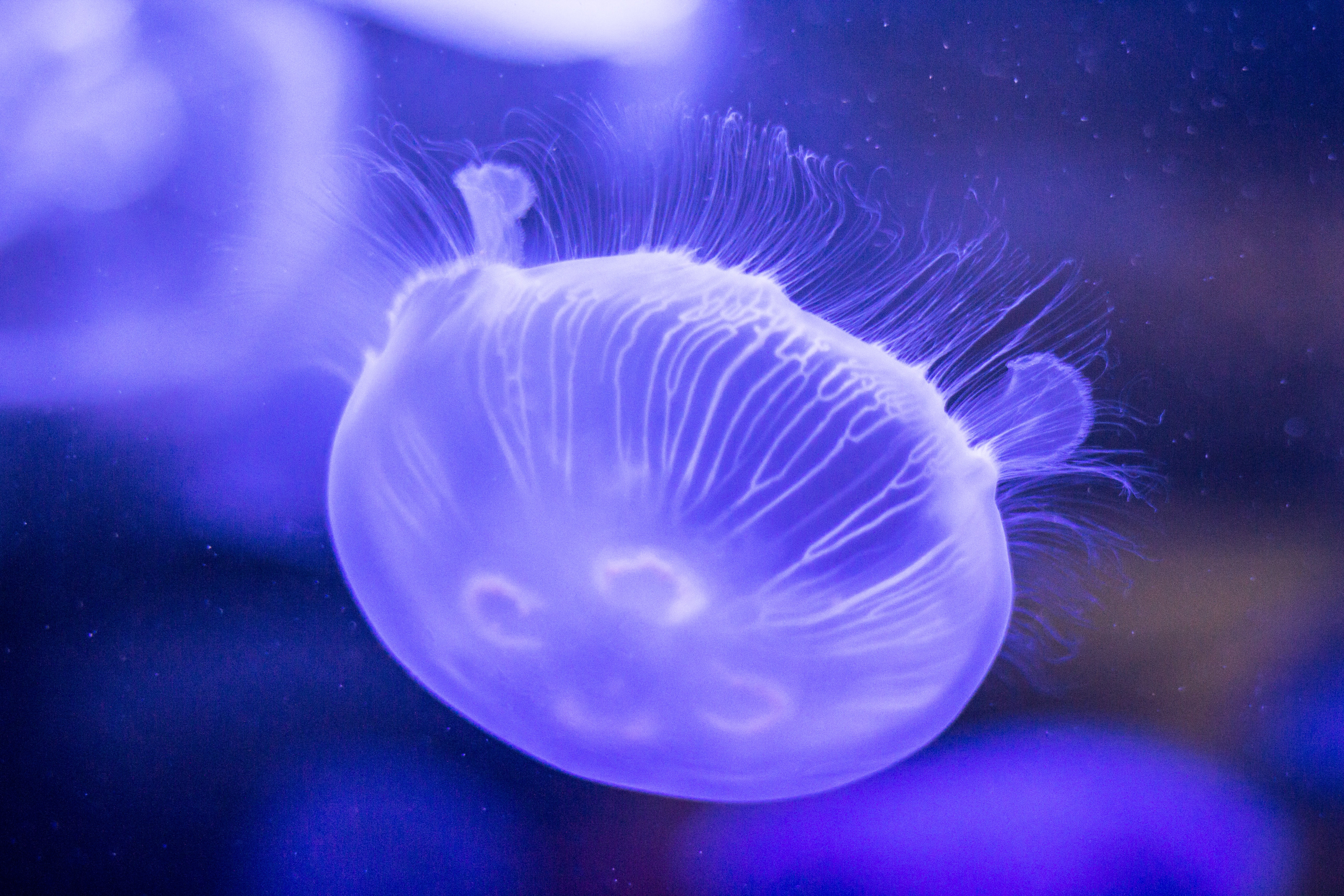 136870 скачать картинку подводный мир, природа, крупным планом, медуза - обои и заставки бесплатно