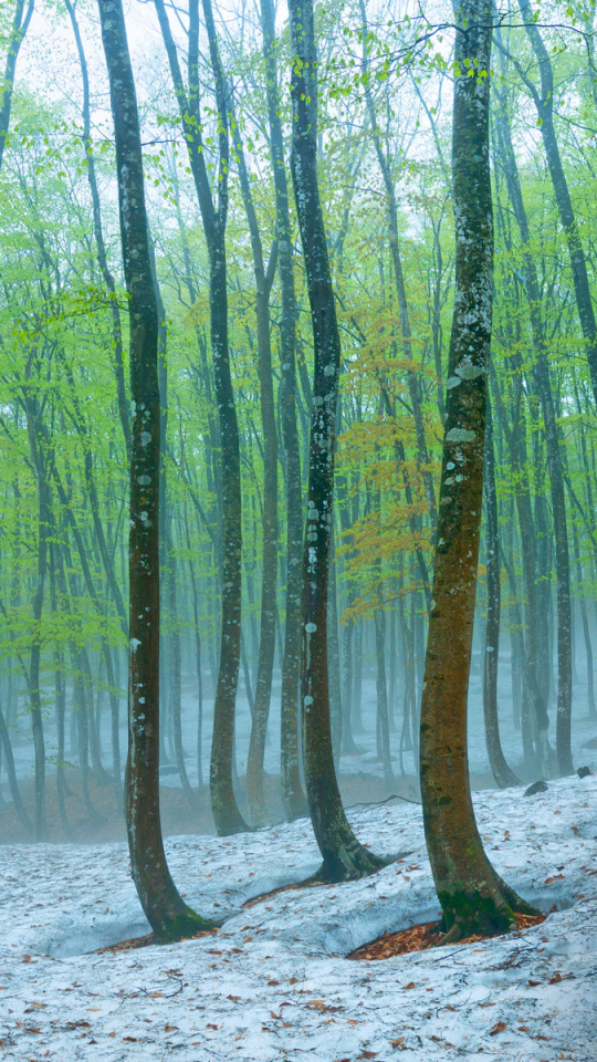 Download mobile wallpaper Winter, Nature, Snow, Forest, Tree, Fog, Earth, Japan for free.