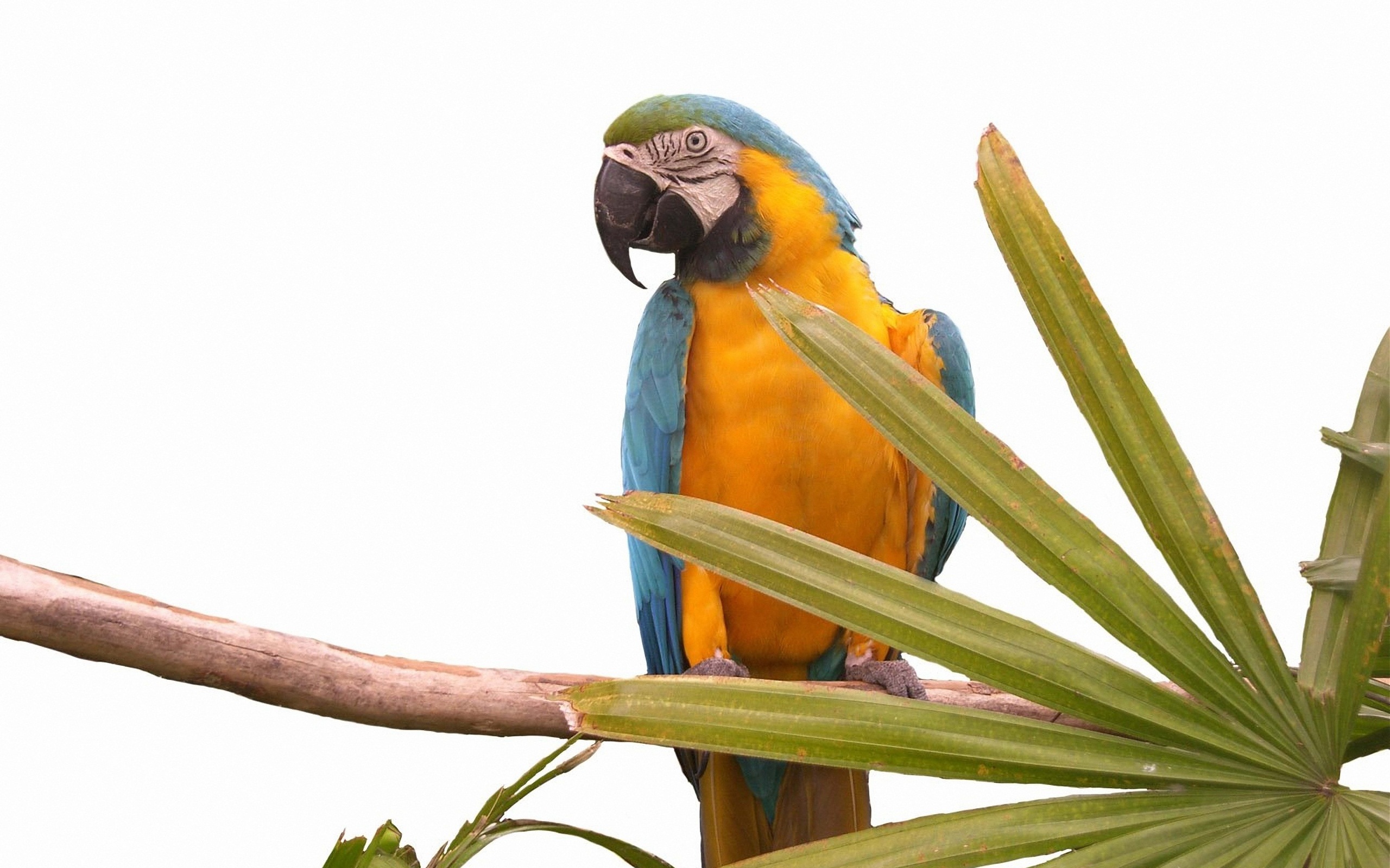 無料モバイル壁紙青と黄色のコンゴウインコ, 鳥, 動物をダウンロードします。