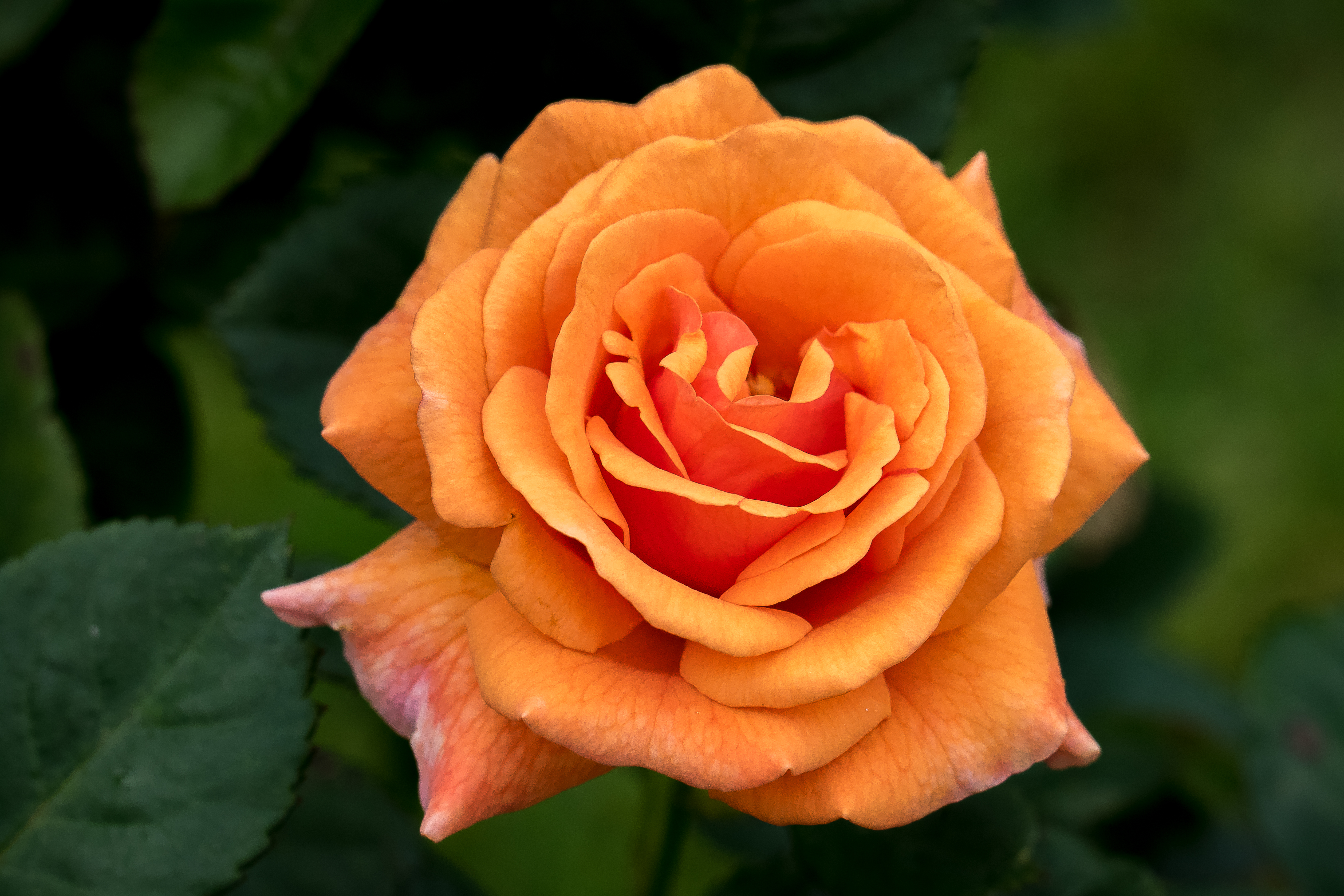 Descarga gratuita de fondo de pantalla para móvil de Flores, Rosa, Flor, Tierra/naturaleza, Flor Naranja.