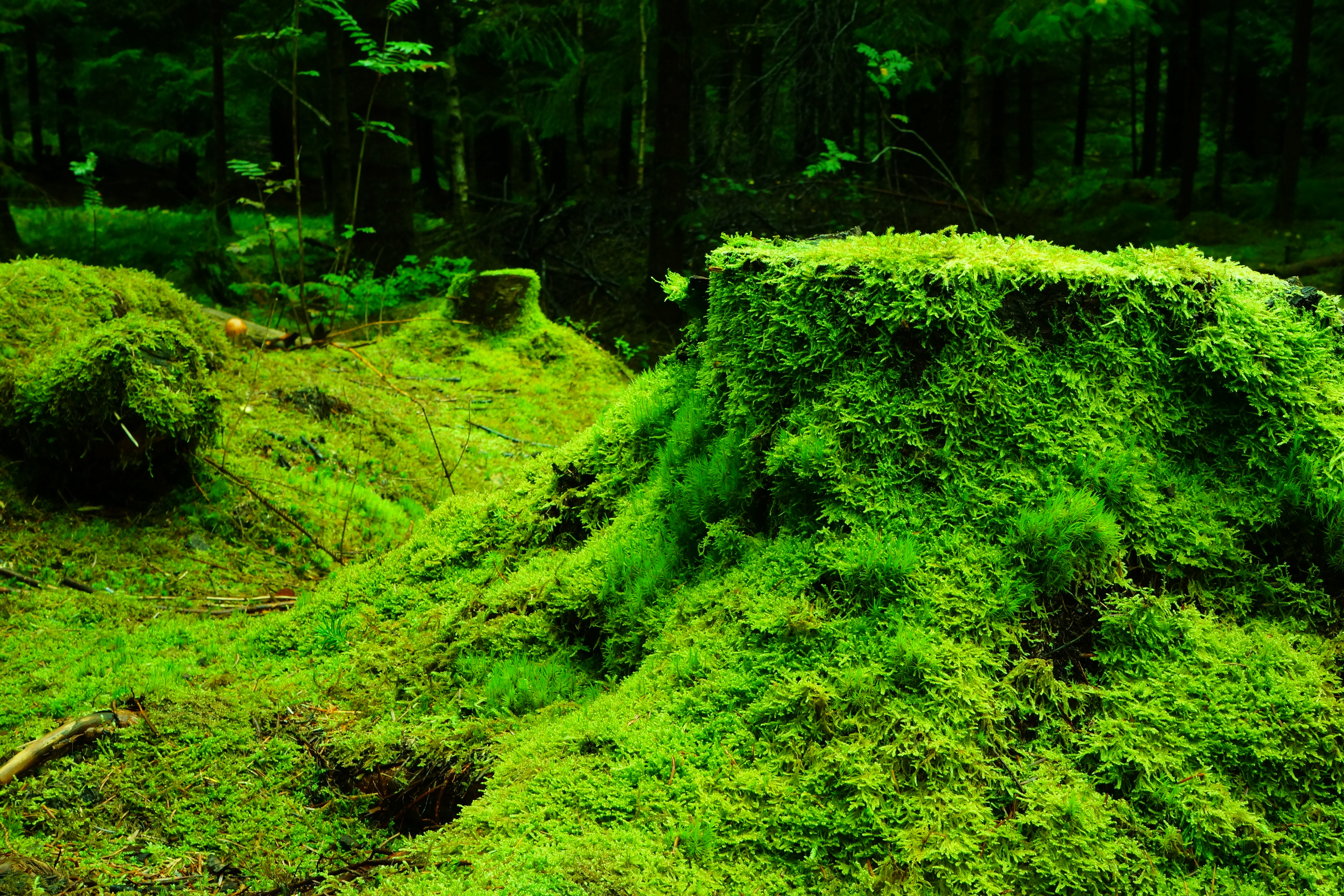 Download mobile wallpaper Stump, Nature, Forest, Moss, Grass for free.