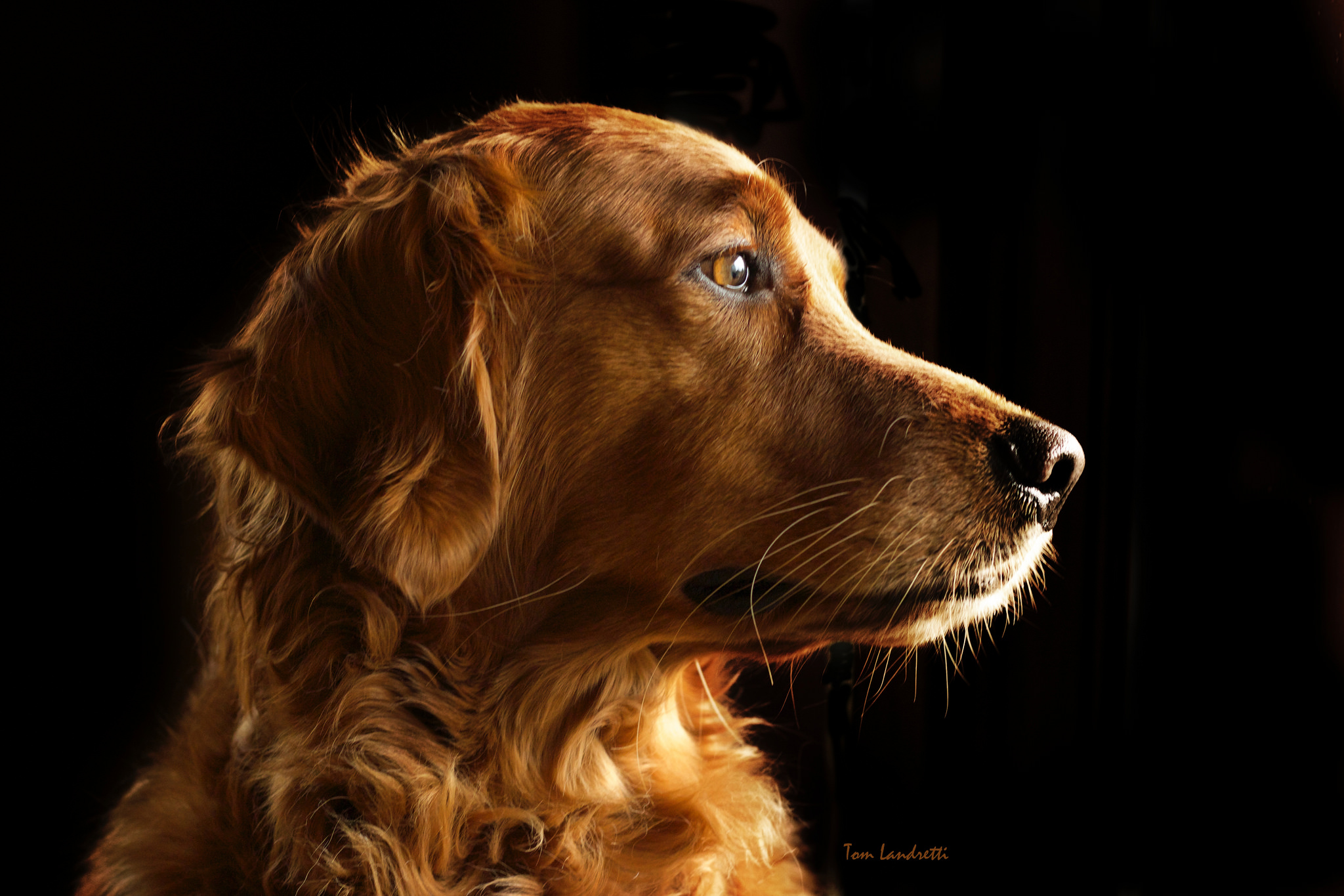 Download mobile wallpaper Dogs, Dog, Close Up, Animal, Golden Retriever, Profile for free.