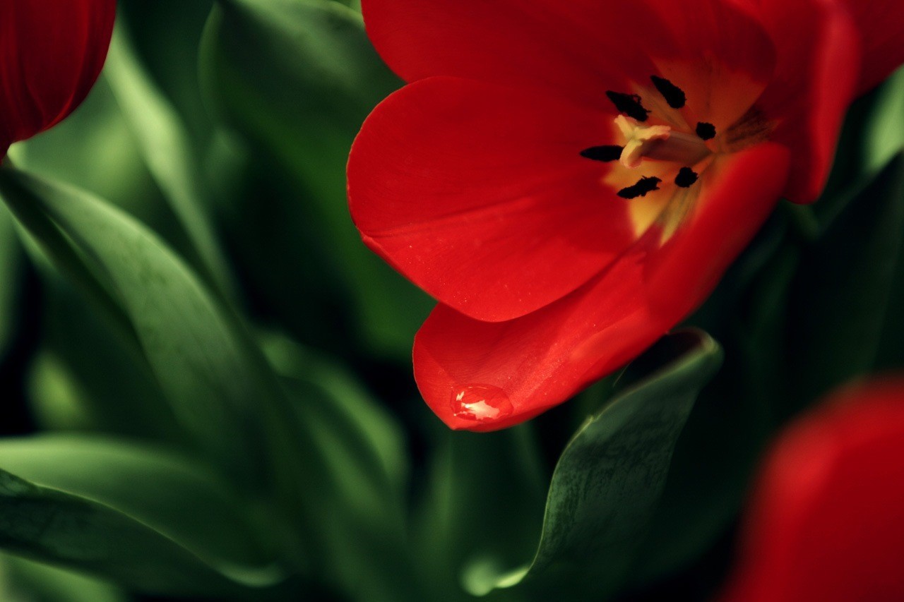 Descarga gratuita de fondo de pantalla para móvil de Plantas, Flores, Tulipanes.