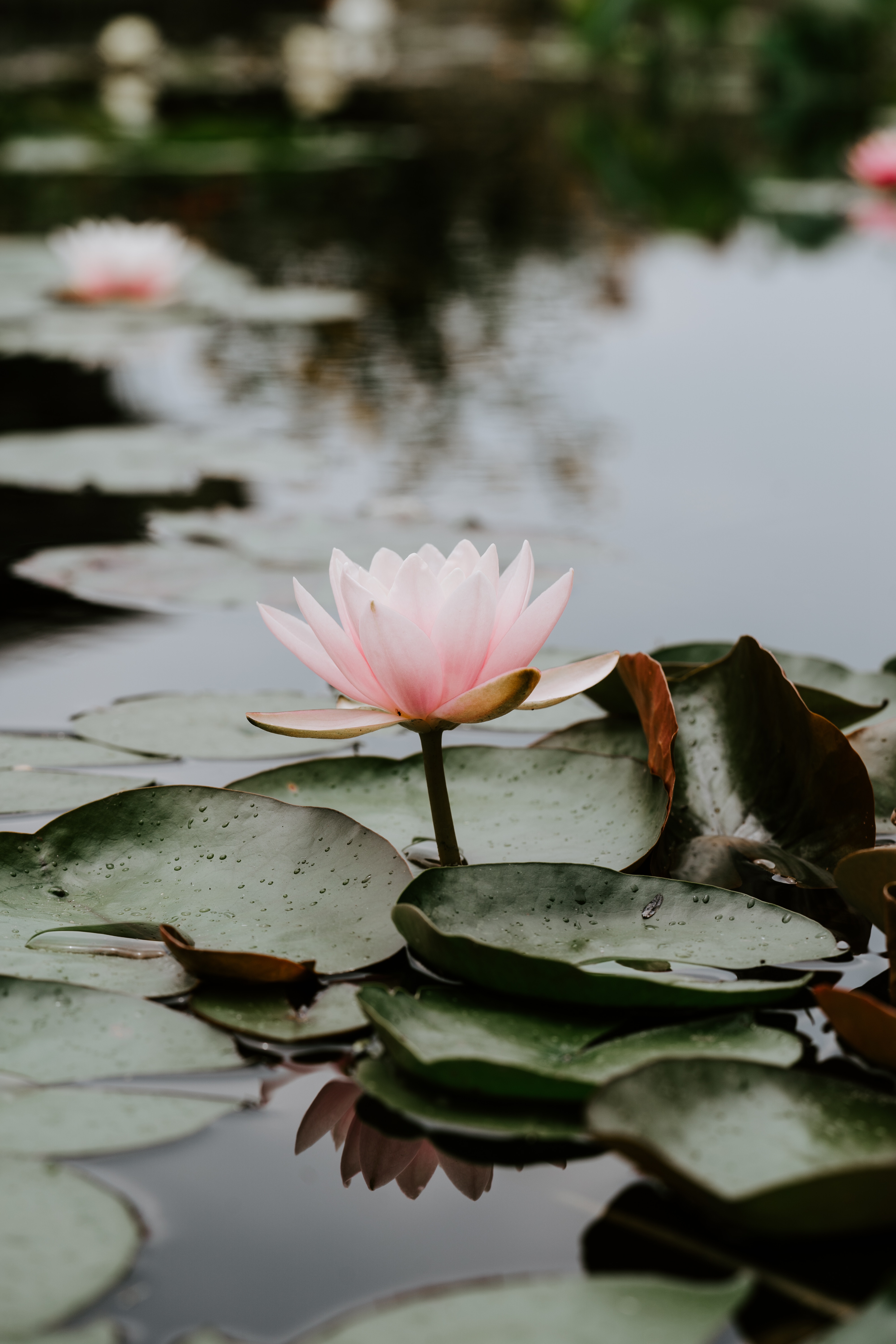 lotus, bloom, flowers, water, leaves, pink, drops, flowering High Definition image